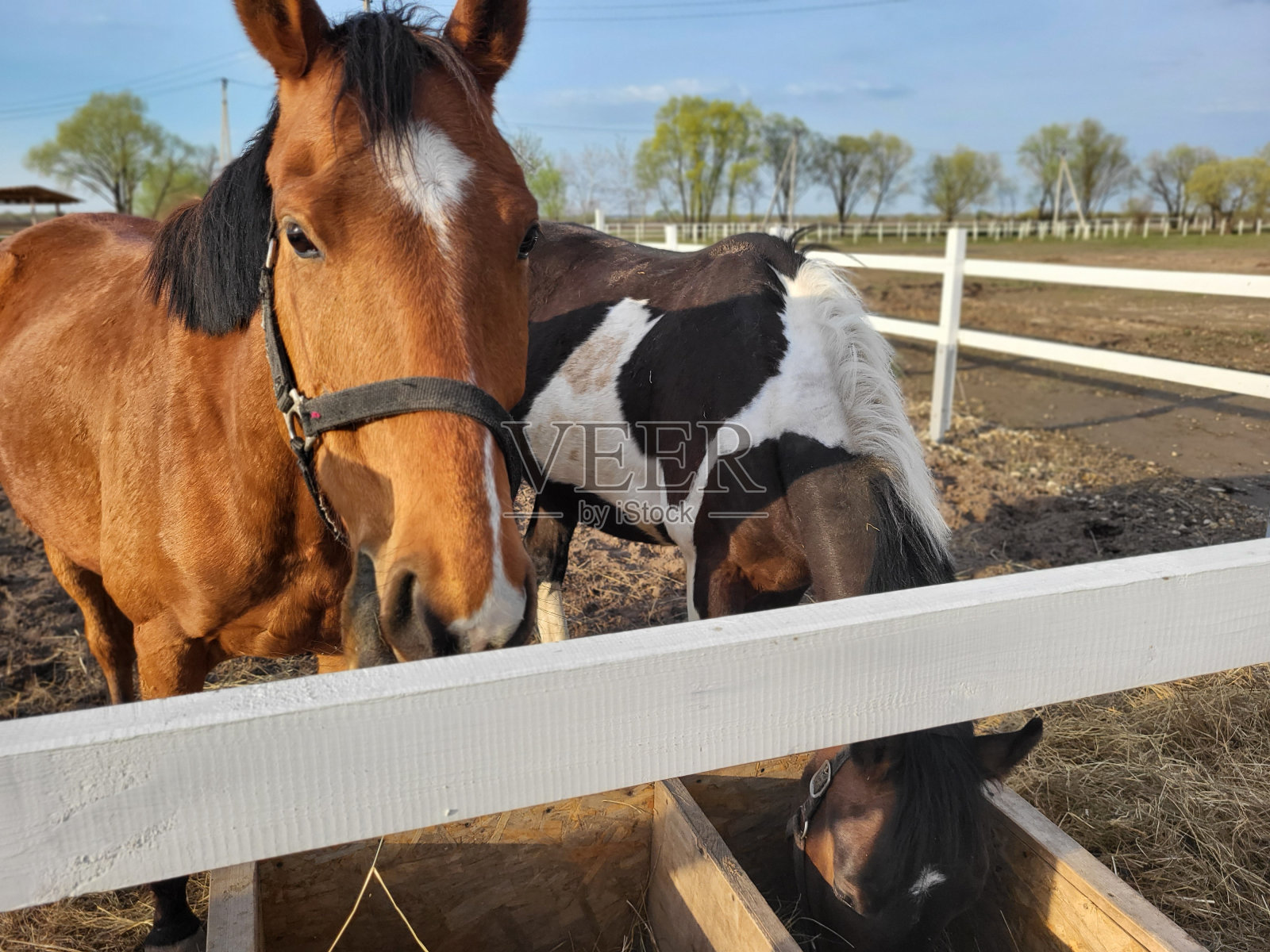 马在围场景观照片摄影图片