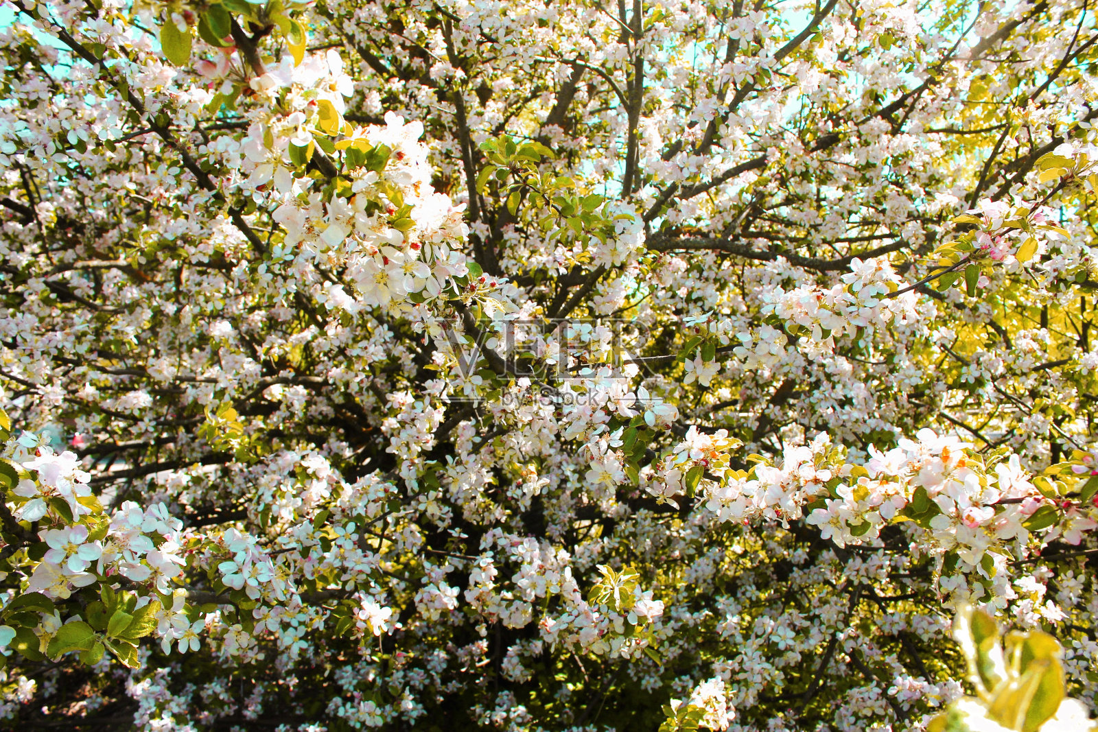 城市里的春天照片摄影图片