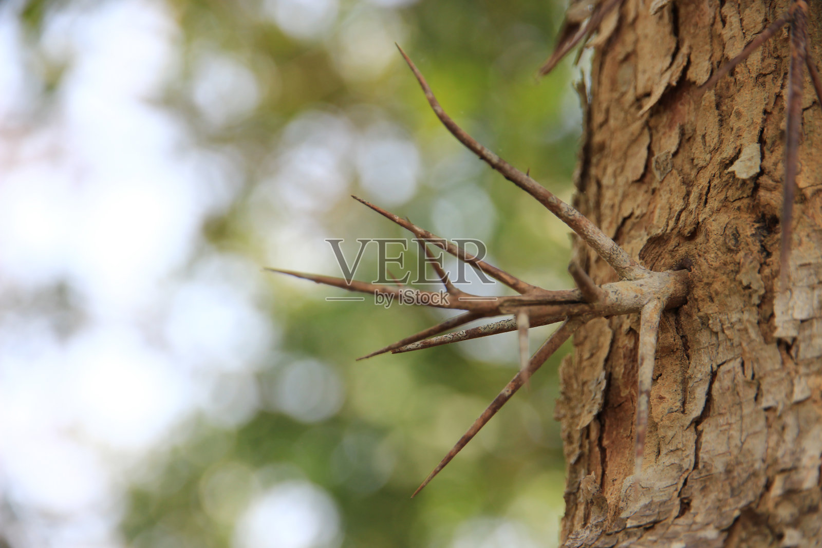 树干，大的尖枝与绿色散景背景。照片摄影图片
