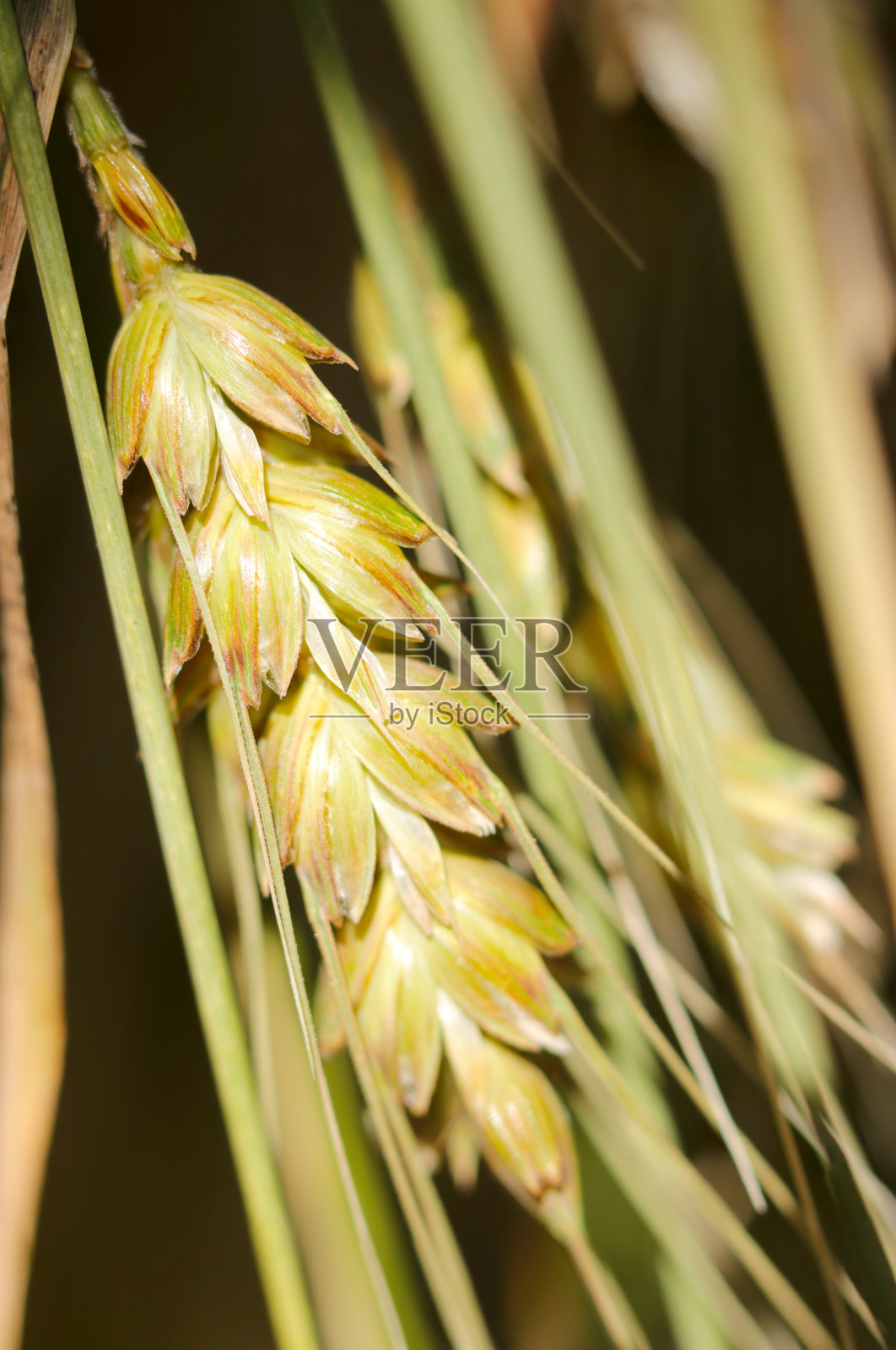 收获后在阳光下倒立晒干的大麦(阳光充足的户外，近距离微距摄影)照片摄影图片