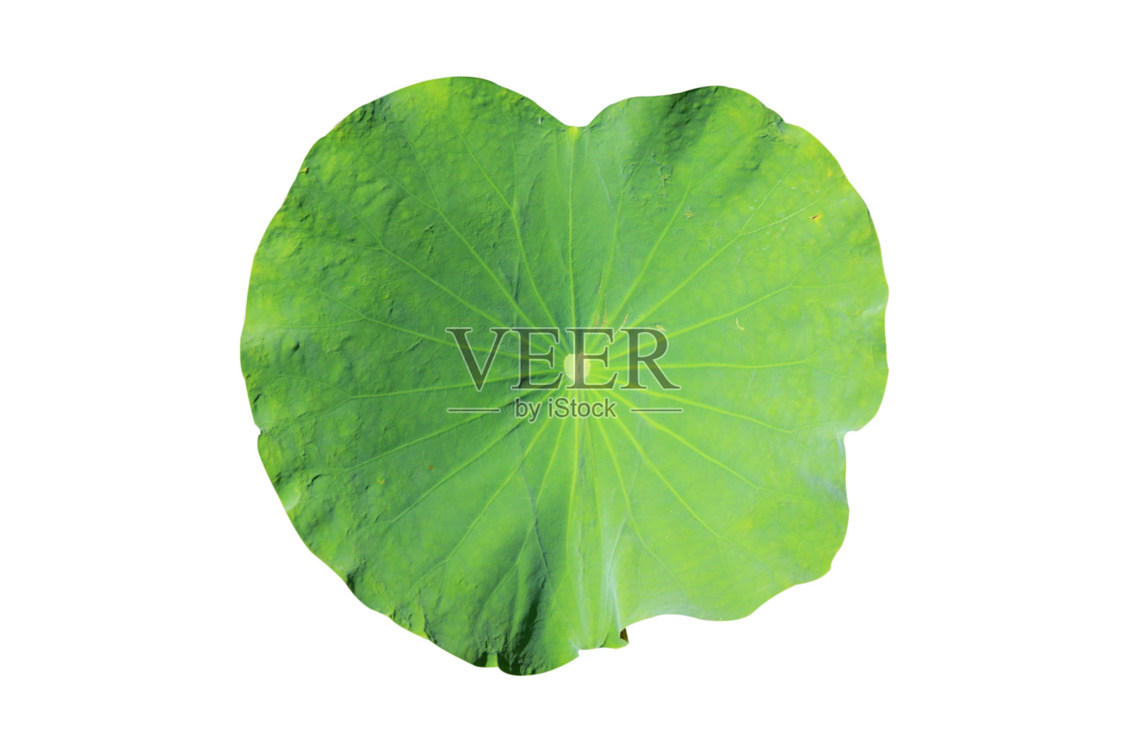 荷叶与水滴分离在白色背景与剪辑路径。照片摄影图片