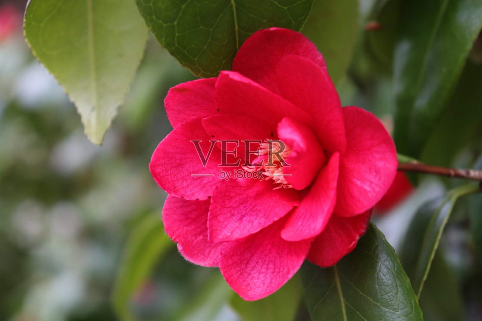 美丽的山茶花照片摄影图片