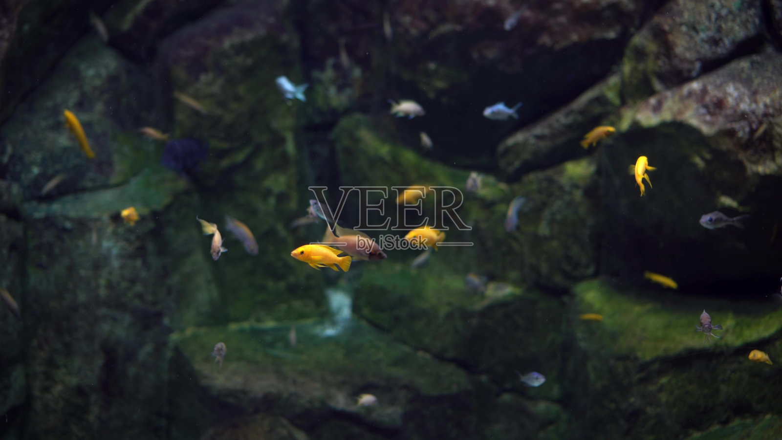 五颜六色的小鱼在水下的岩石区游来游去。这段视频展示了鱼在岩石中进进出出时鲜艳的色彩。清澈的海水让你可以看到鱼和周围的美景。照片摄影图片