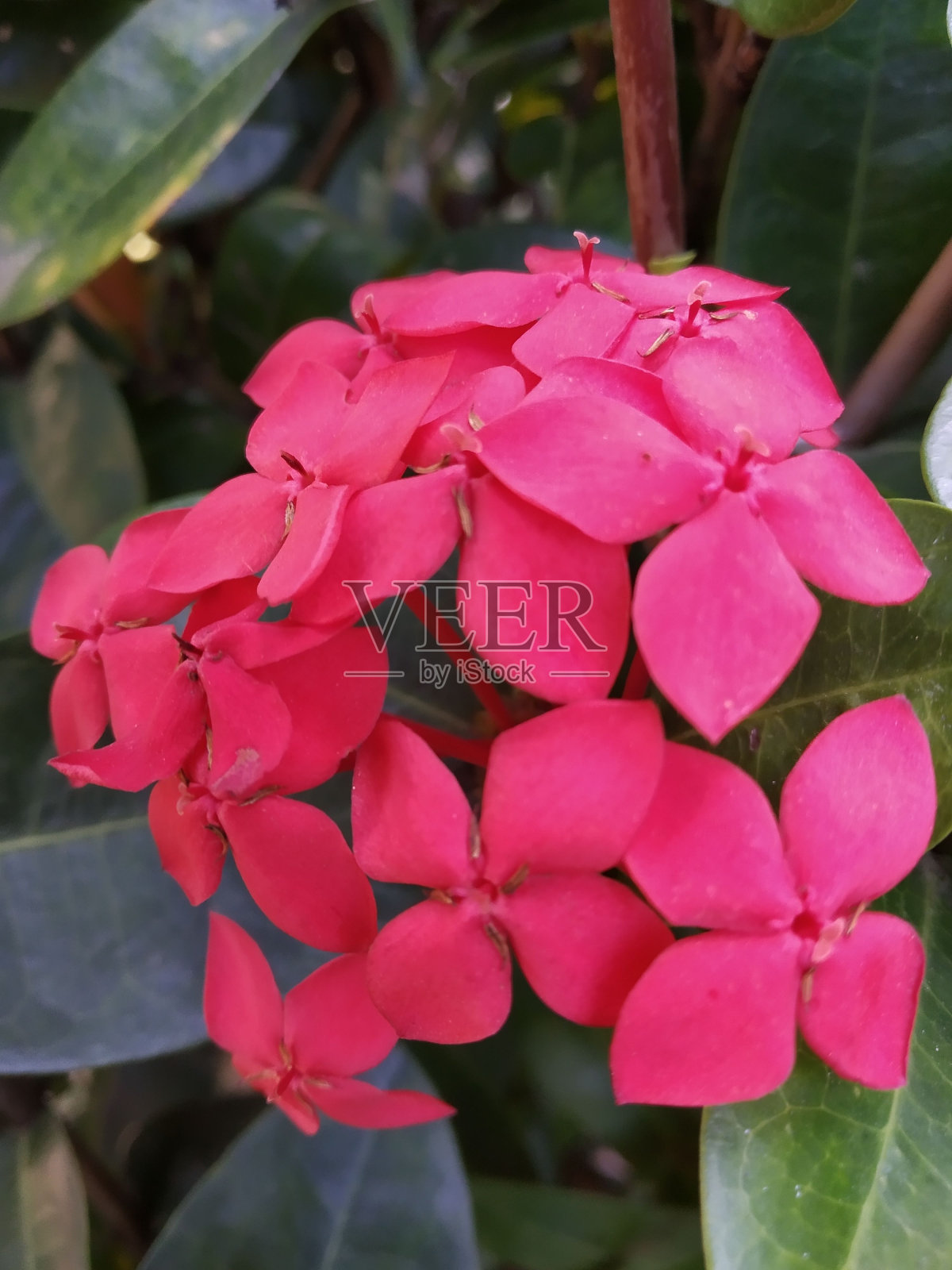 丛林天竺葵的特写镜头。照片摄影图片