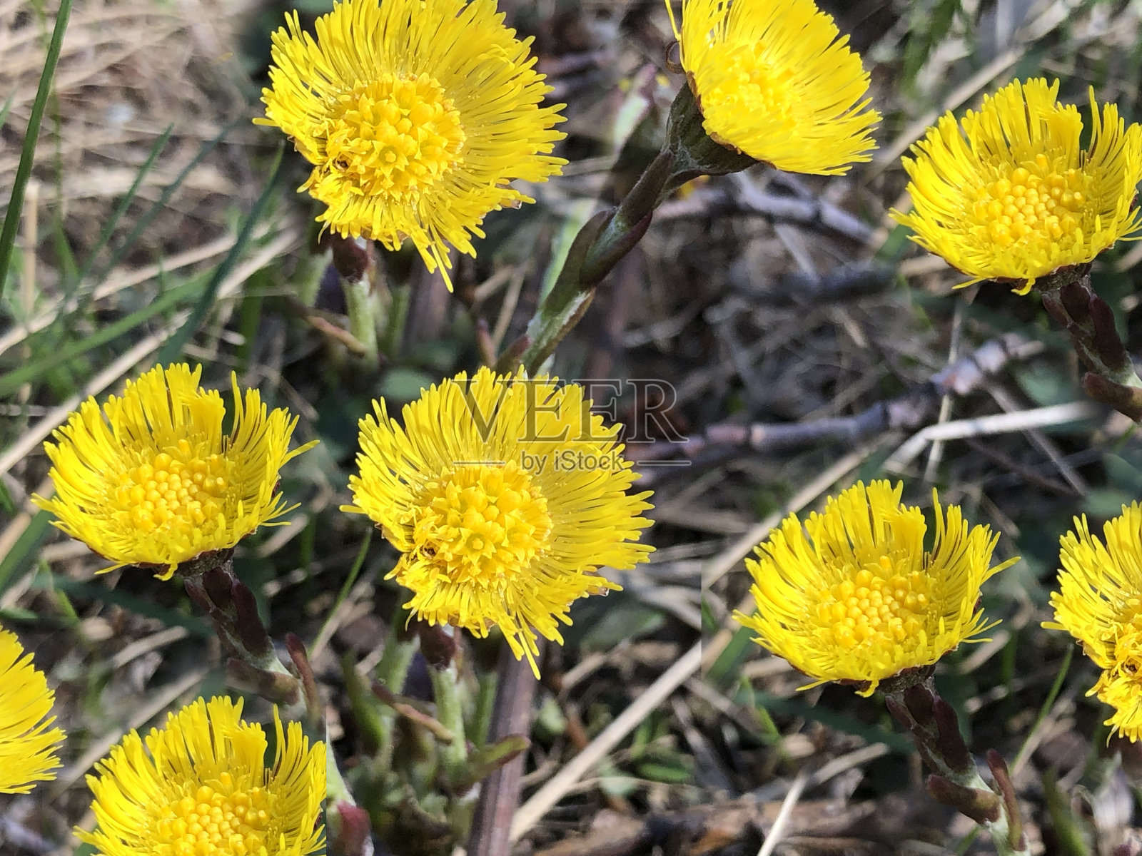 Tussilago farfara第一春报春花照片摄影图片