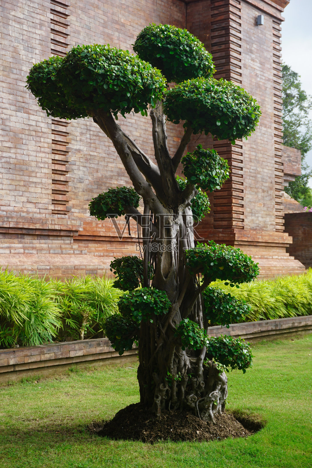 大盆景松树在一个建筑物的花园。盆景树。照片摄影图片
