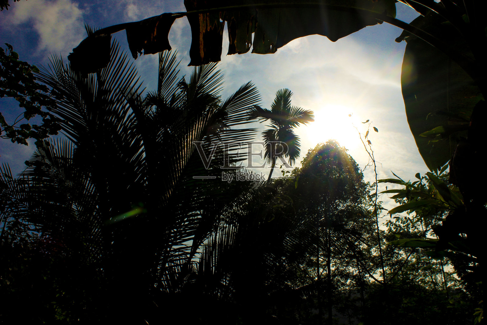 热带森林树木和阳光背景照片摄影图片