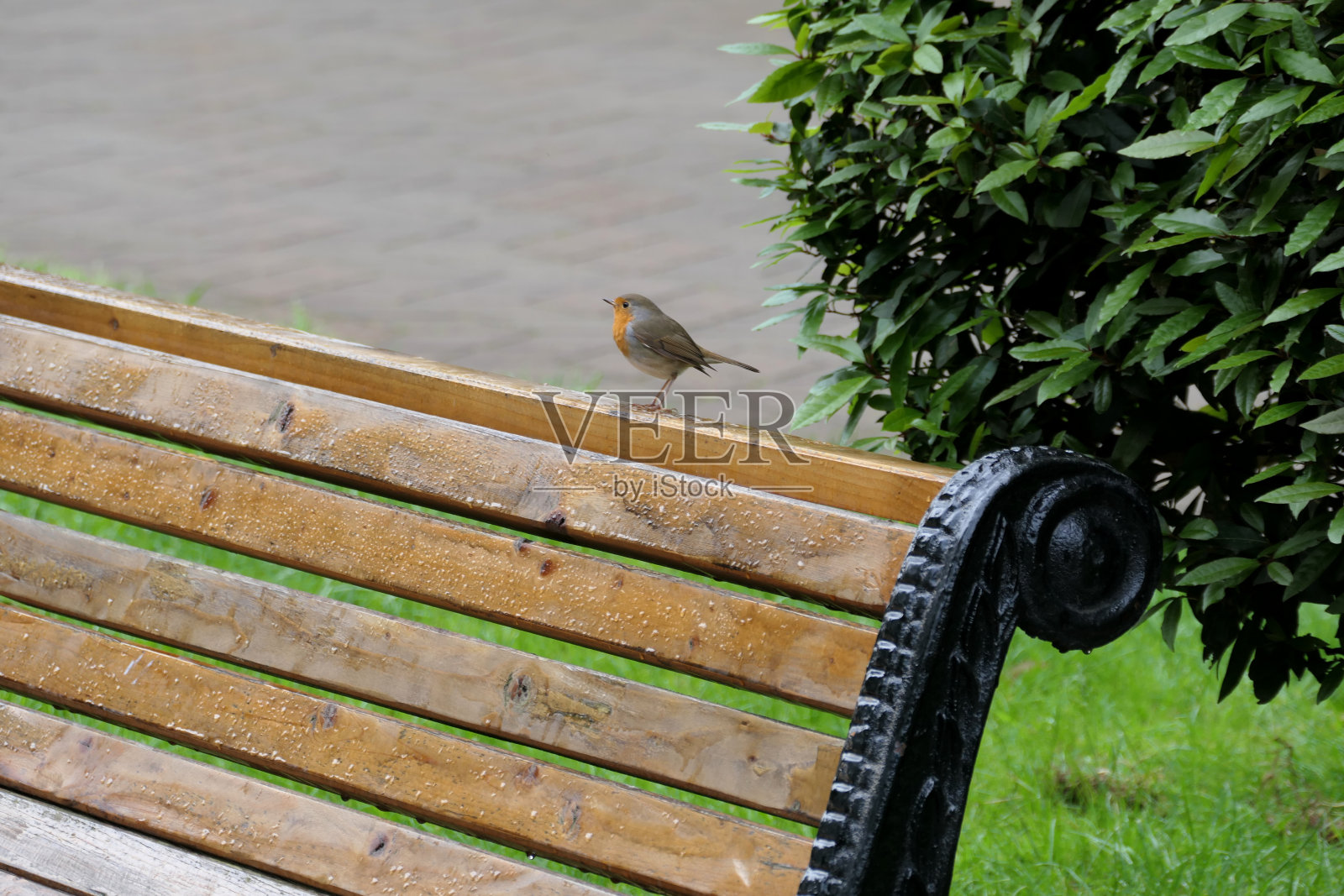 公园长凳上的一只鸟照片摄影图片