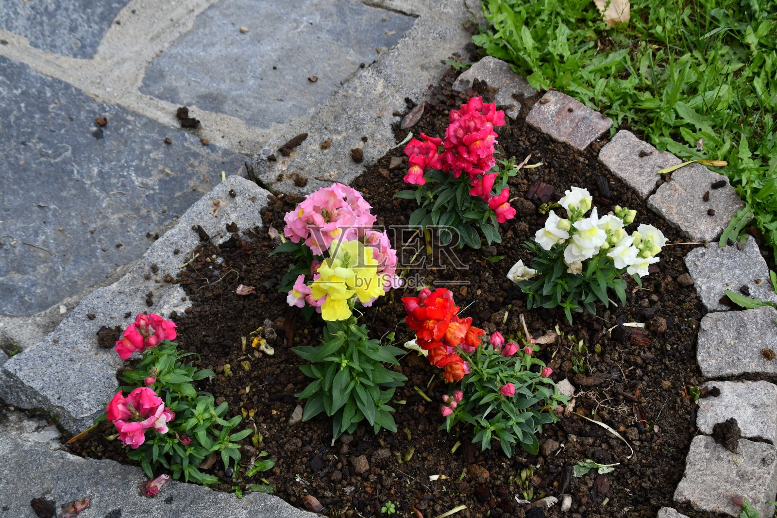 金鱼草照片摄影图片