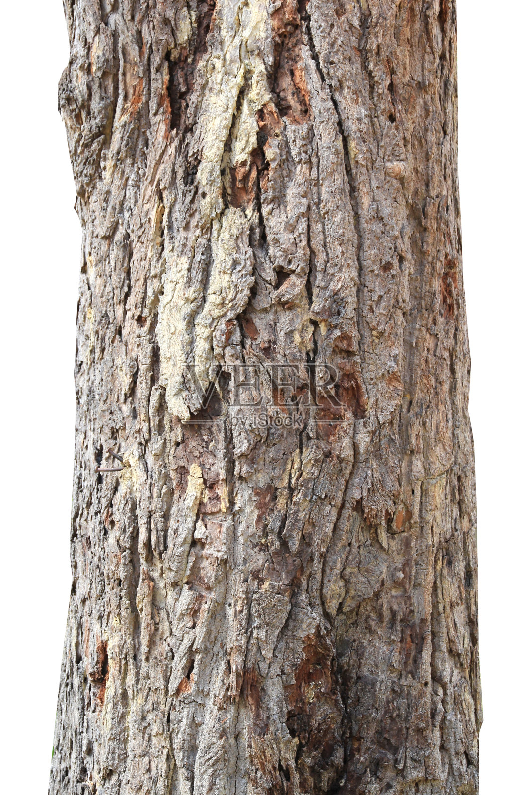 树干孤立在白色背景上。选择焦点和剪辑路径。照片摄影图片