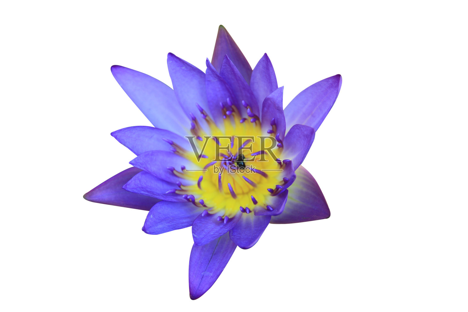 白色背景上孤立的紫色花。它修剪路径和一朵花。照片摄影图片