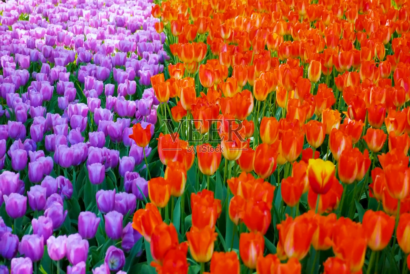 荷兰著名的旅游景点照片摄影图片