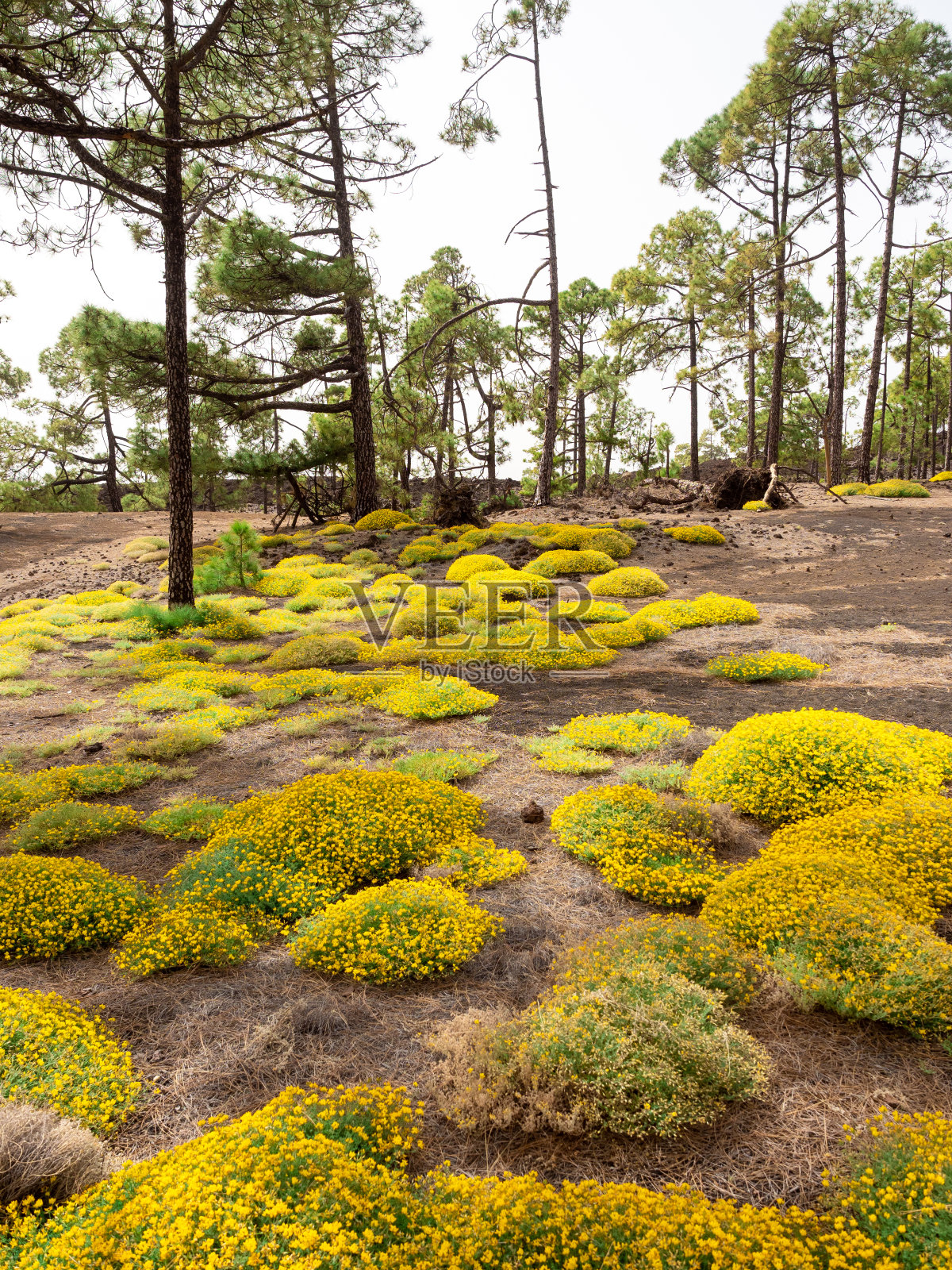 加那利岛特内里费岛泰德国家公园里的黄花丽迪亚照片摄影图片