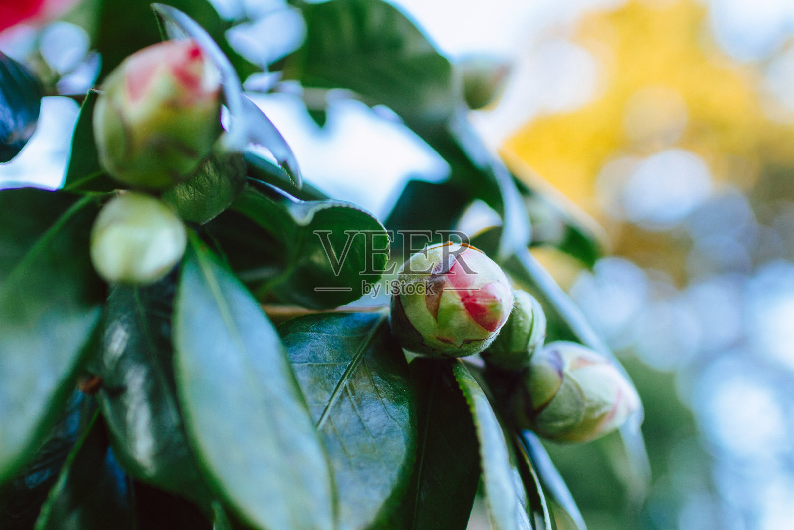初春的树上，枝头上肿胀的芽和新鲜的绿叶。春天开始了，到来了，开花了照片摄影图片