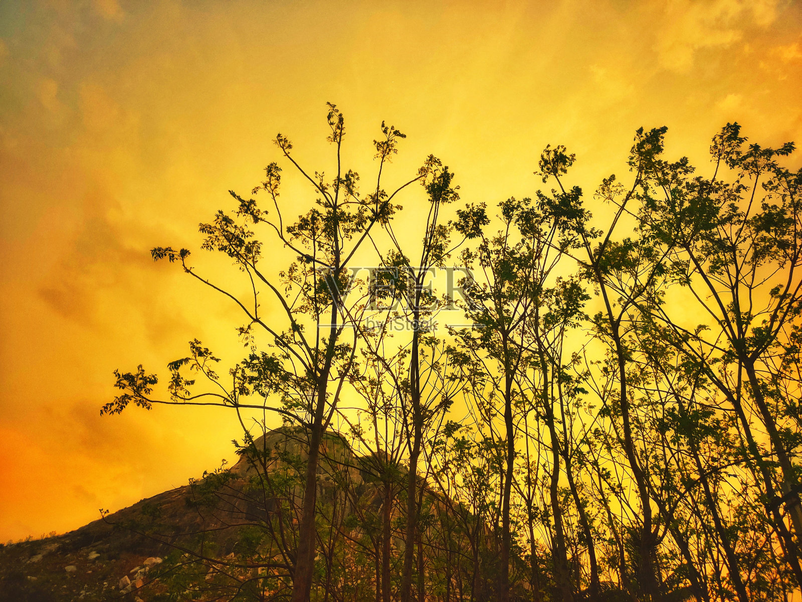 以山为背景的树木照片摄影图片