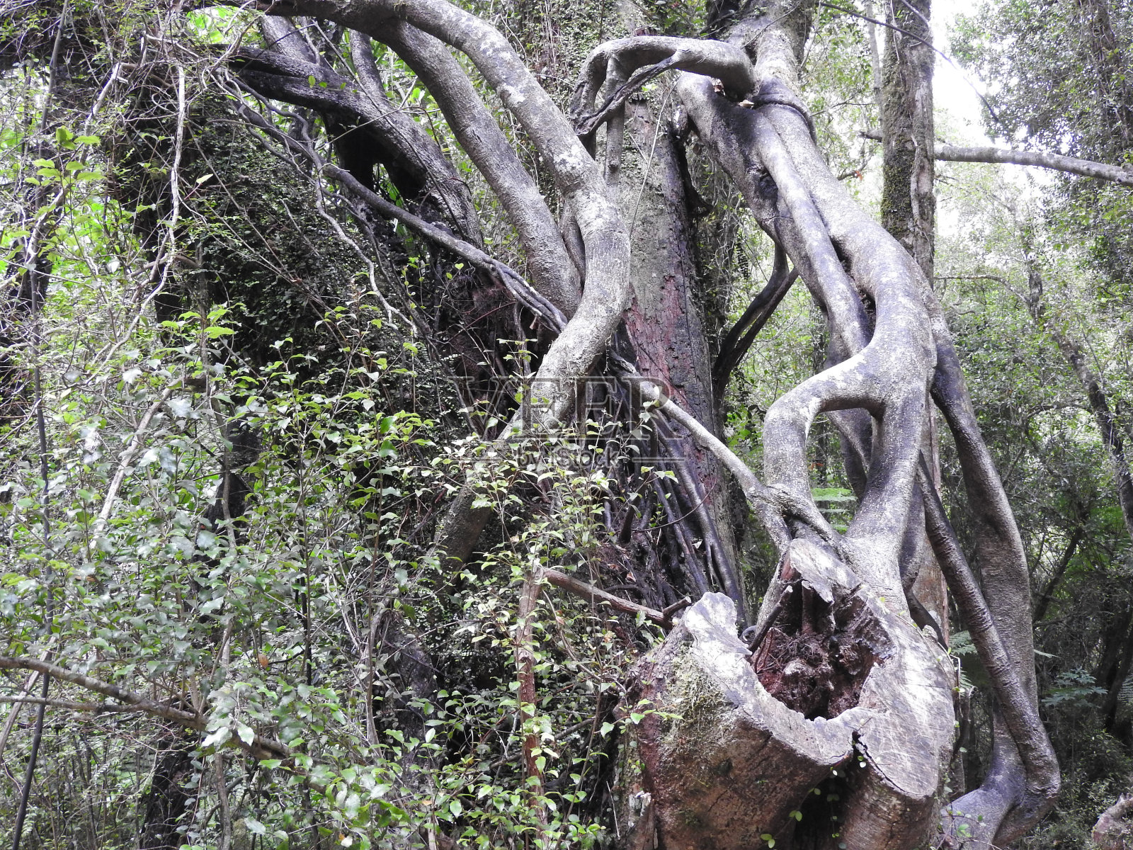 新西兰照片摄影图片