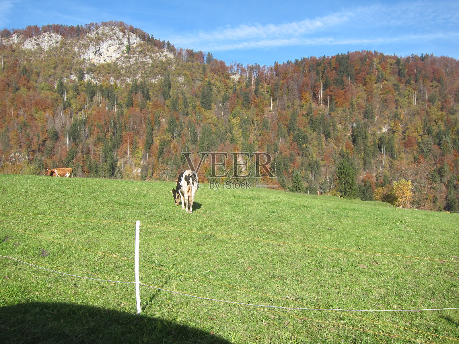 阳光明媚的斯洛文尼亚草地照片摄影图片