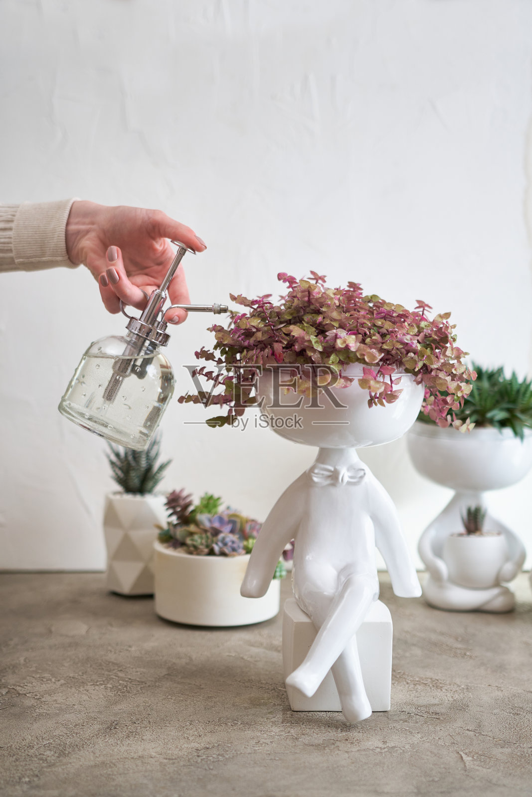 盆栽房屋植物在白色陶瓷人形花盆照片摄影图片