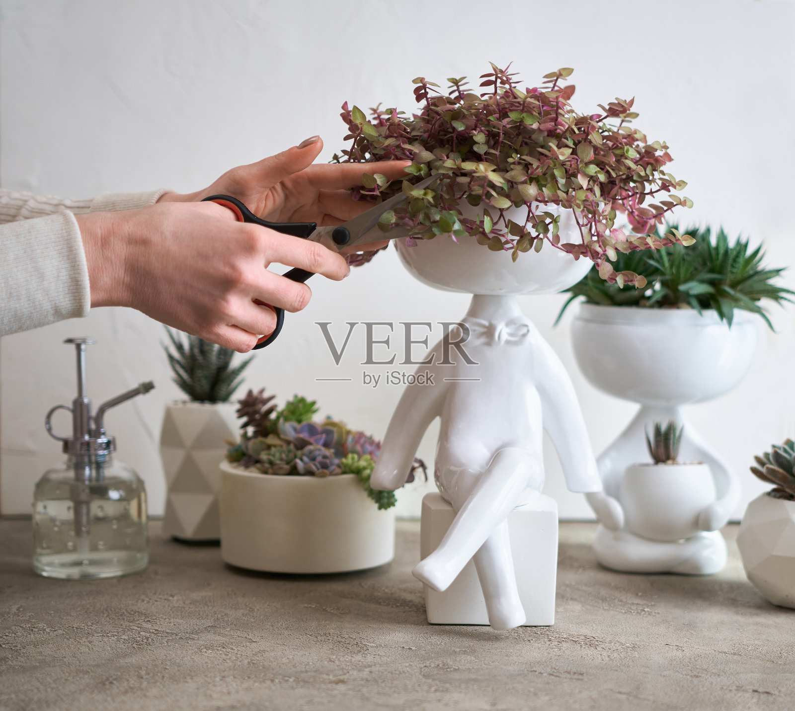 盆栽房屋植物在白色陶瓷人形花盆照片摄影图片