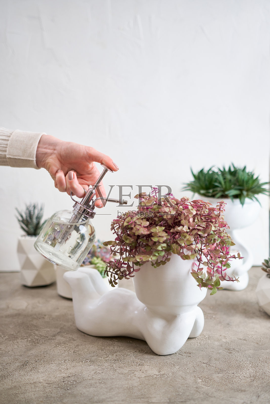 盆栽房屋植物在白色陶瓷人形花盆照片摄影图片