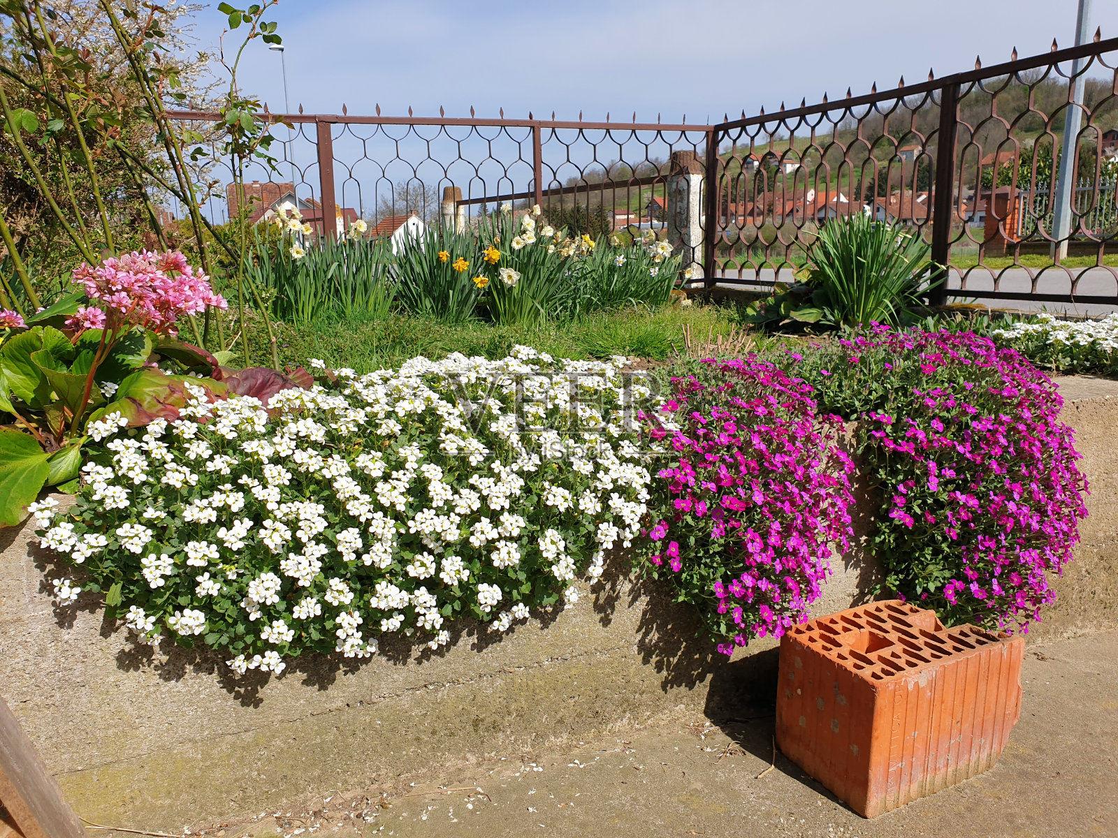 白色和红色的紫苏花覆盖在花坛上照片摄影图片