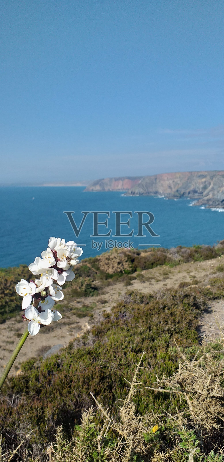 白花照片摄影图片