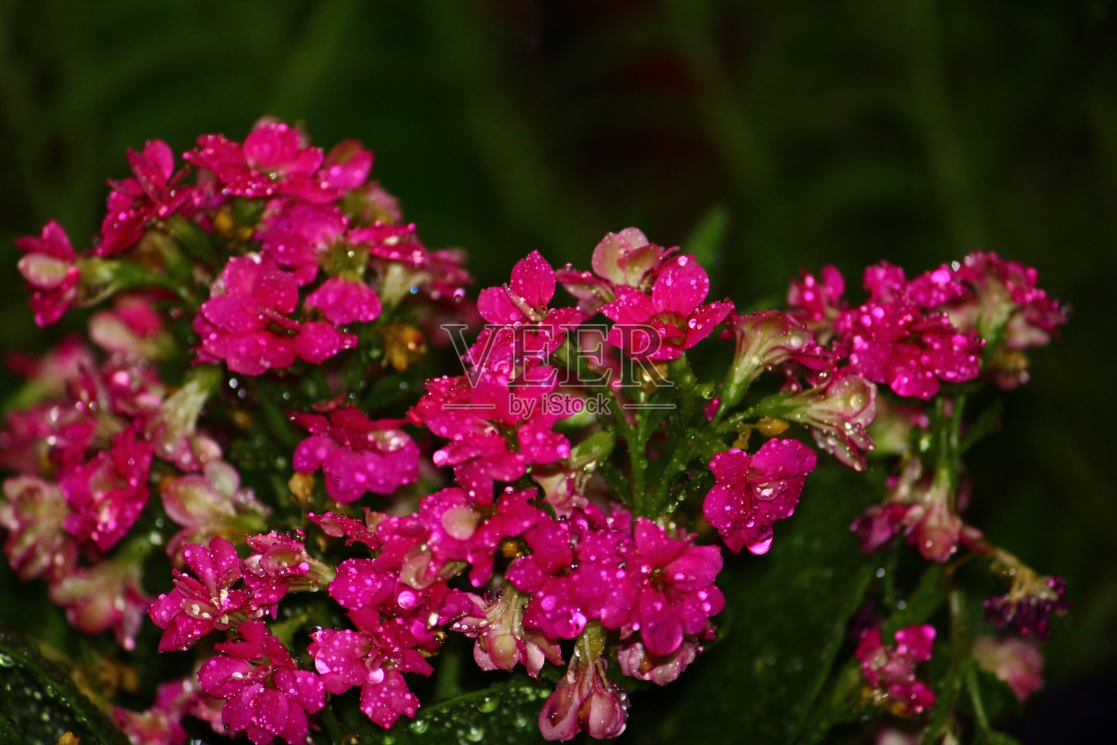 幸运之花(kalanche Blossfeldiana)与雨滴照片摄影图片