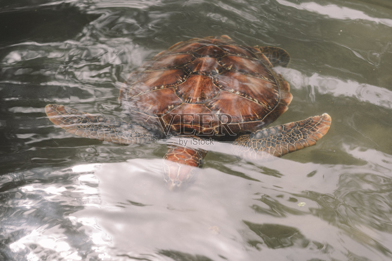 桑给巴尔岛的乌龟照片摄影图片