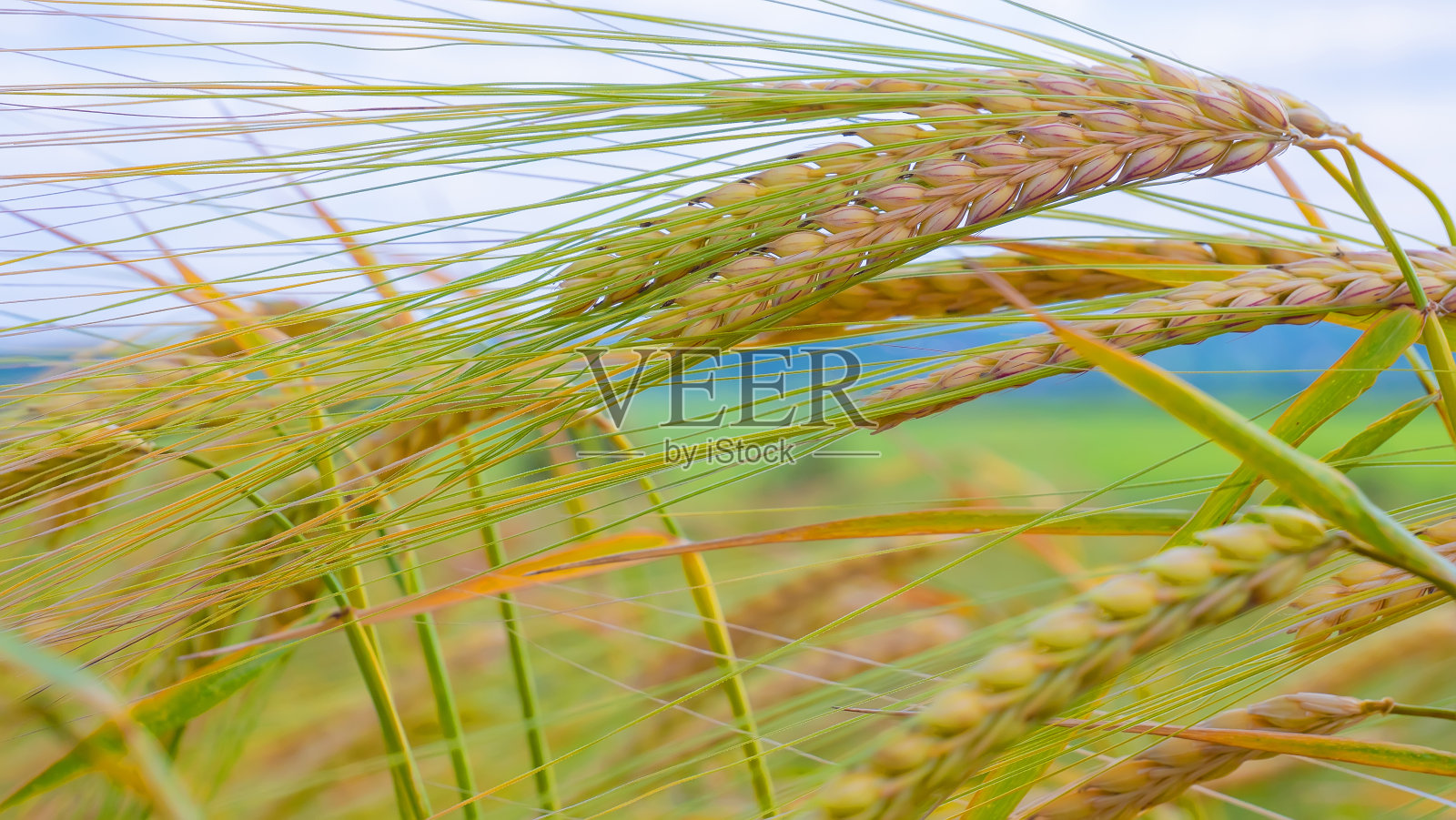黑麦在夏天的田野里，谷物在收割照片摄影图片