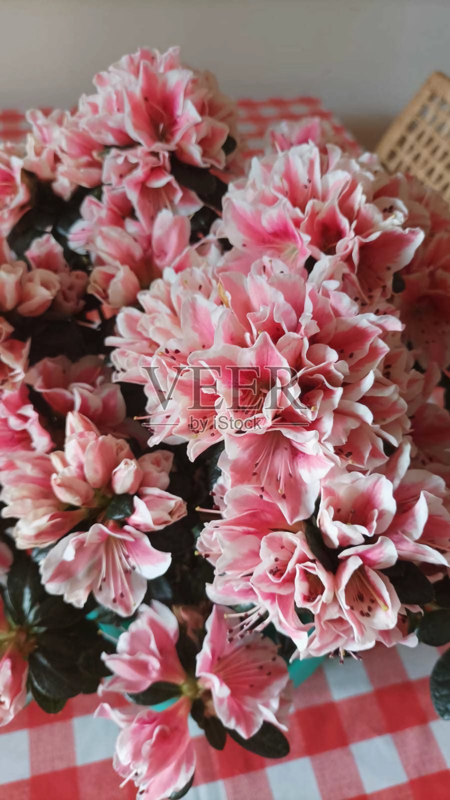 很多杜鹃花照片摄影图片