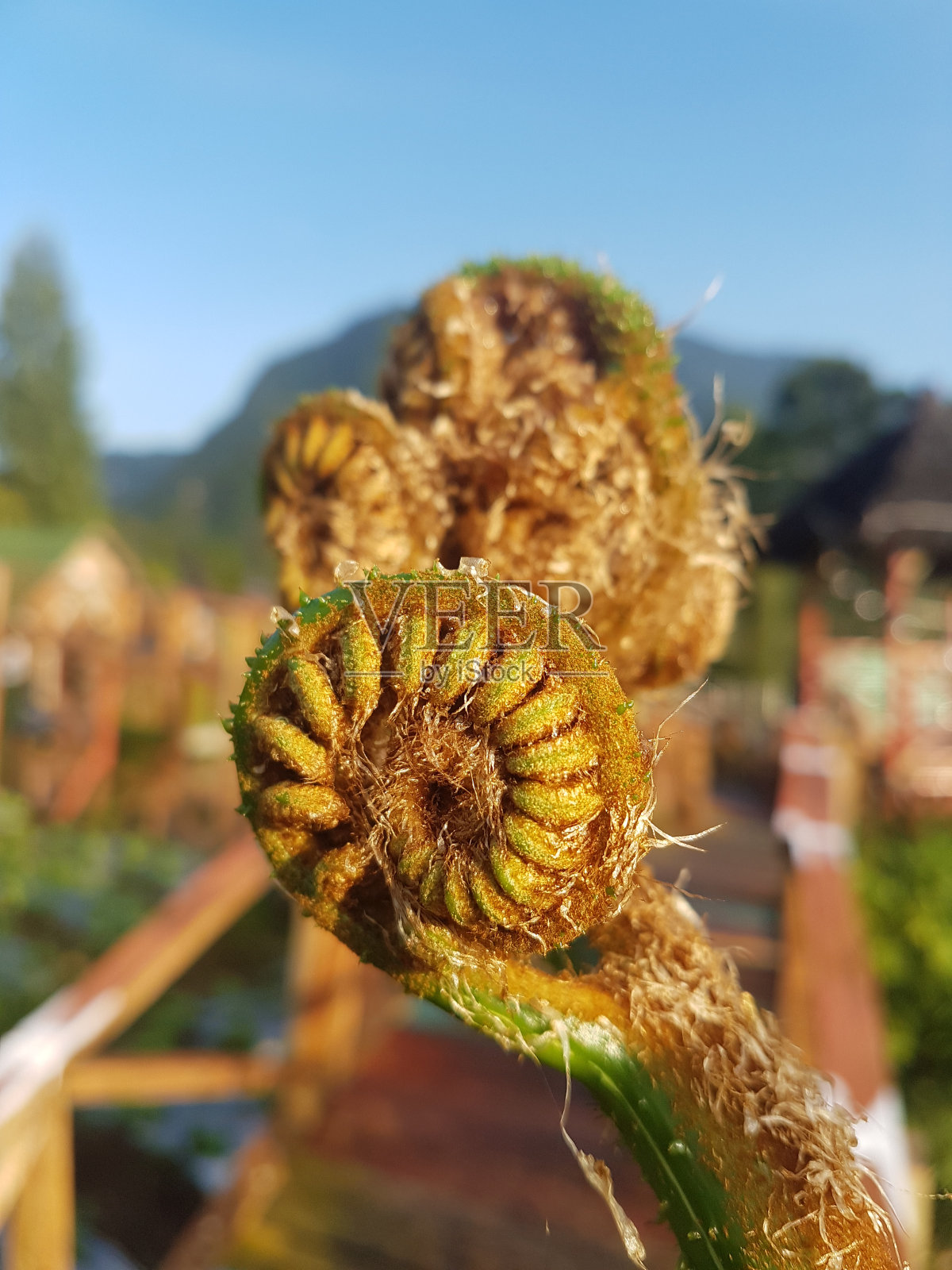 螺旋树蕨，新西兰本土植物照片摄影图片