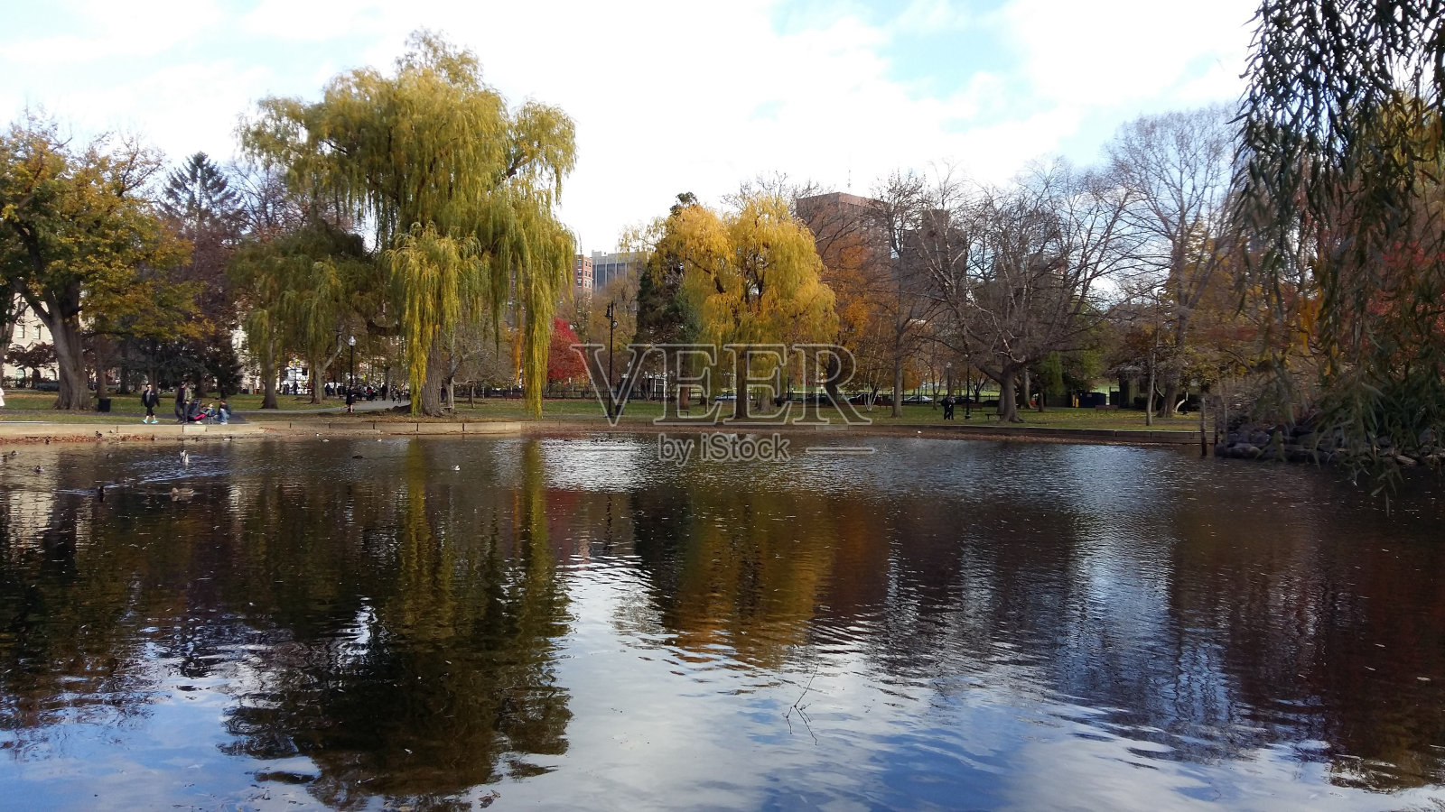 树反射照片摄影图片