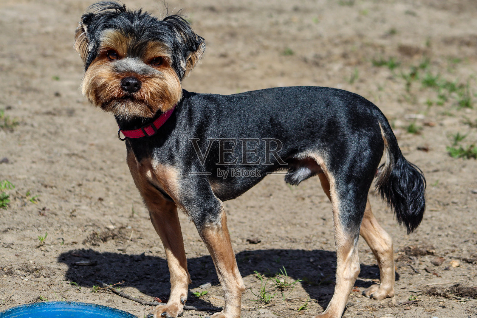 狗照片摄影图片
