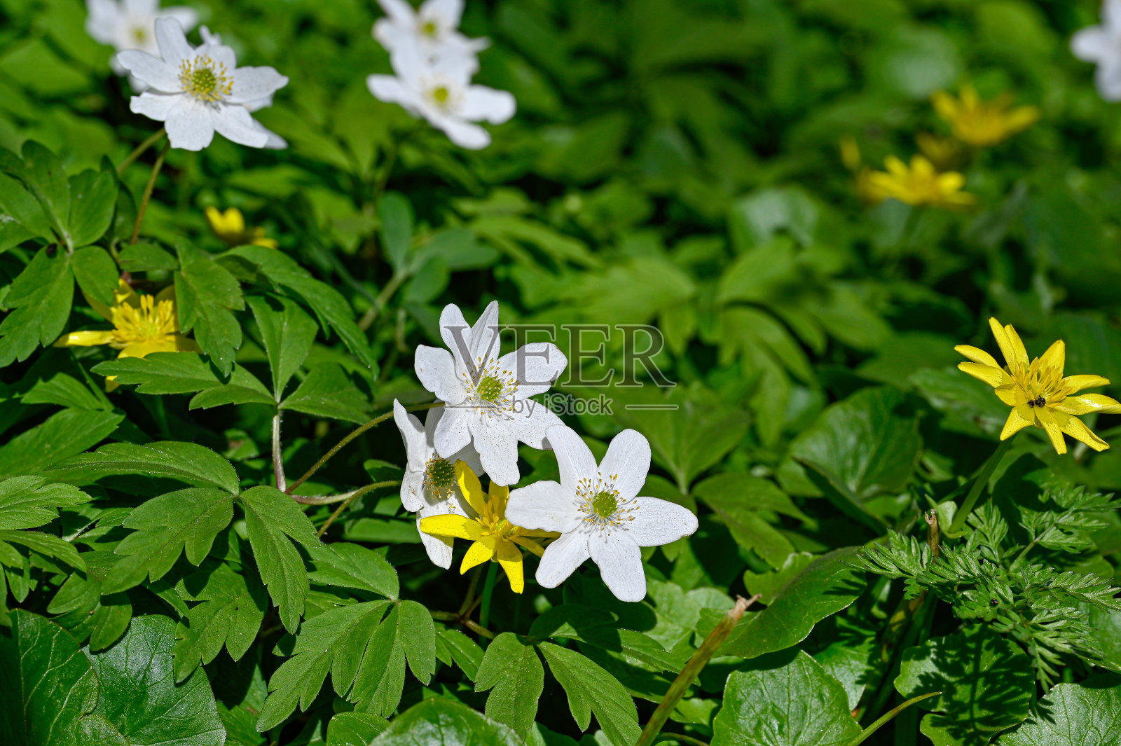 木海葵和毛缕草并排生长照片摄影图片