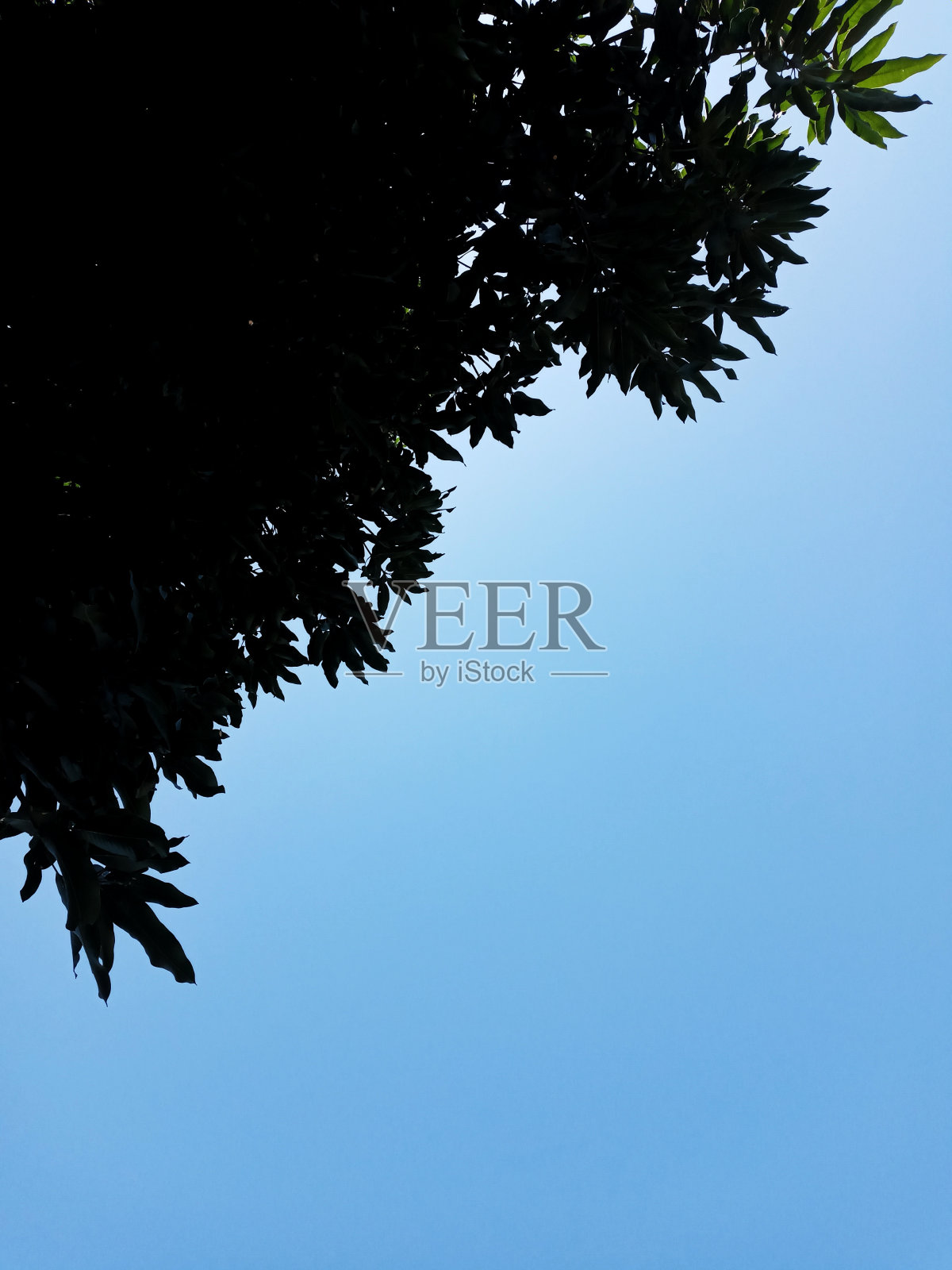 剪影的芒果树与蓝天的背景照片摄影图片