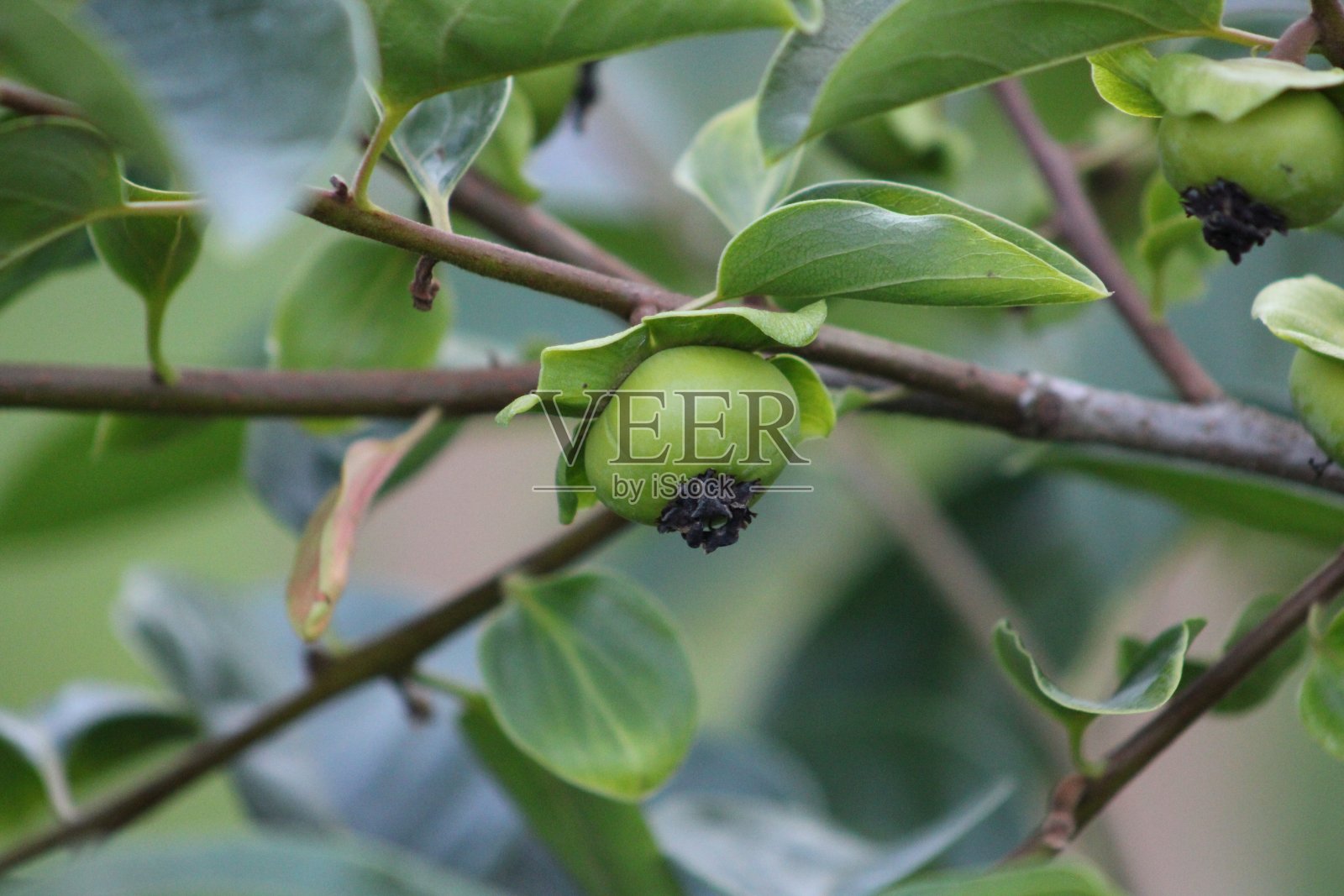 柿子照片摄影图片