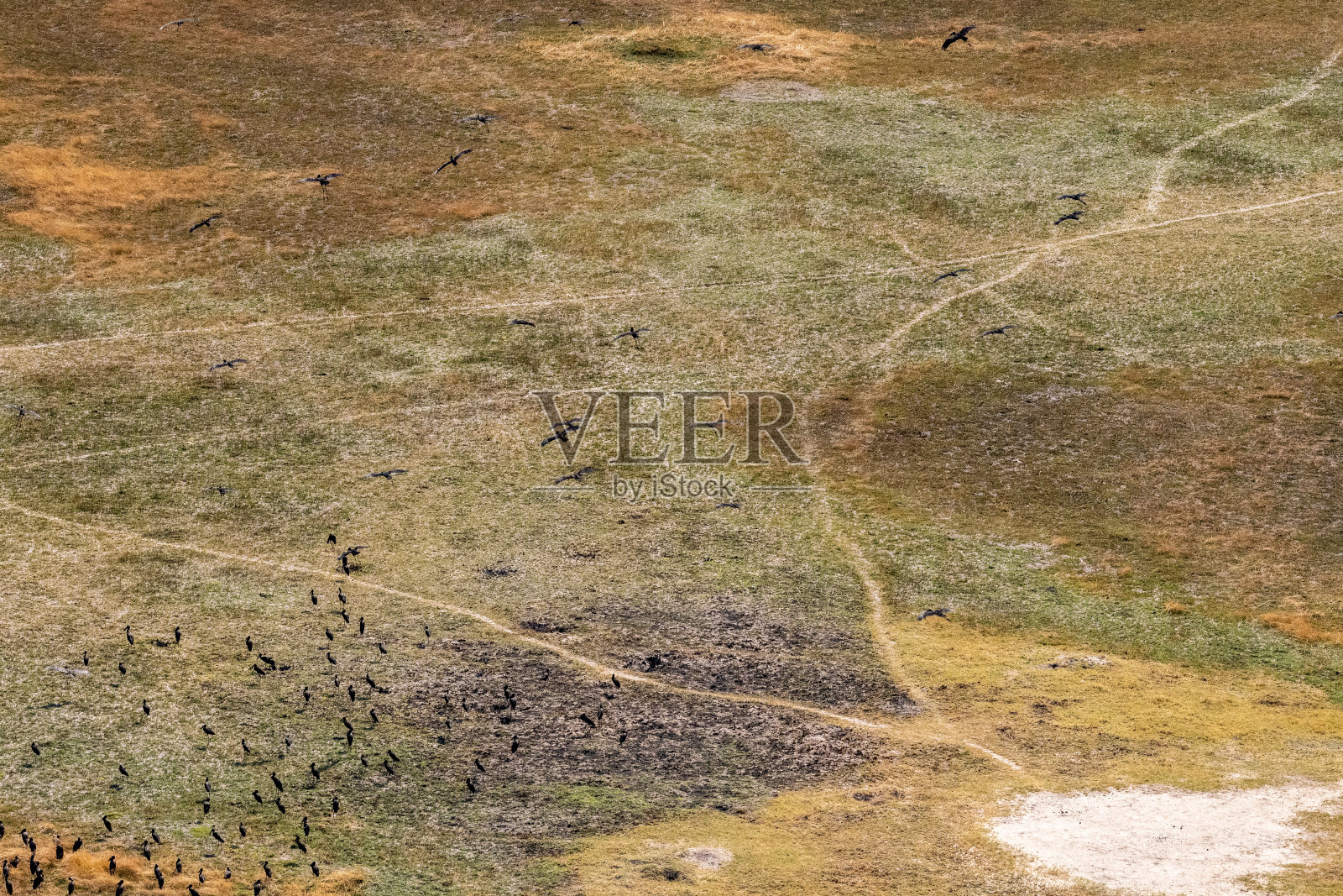 飞越奥卡万戈三角洲的非洲鹬照片摄影图片