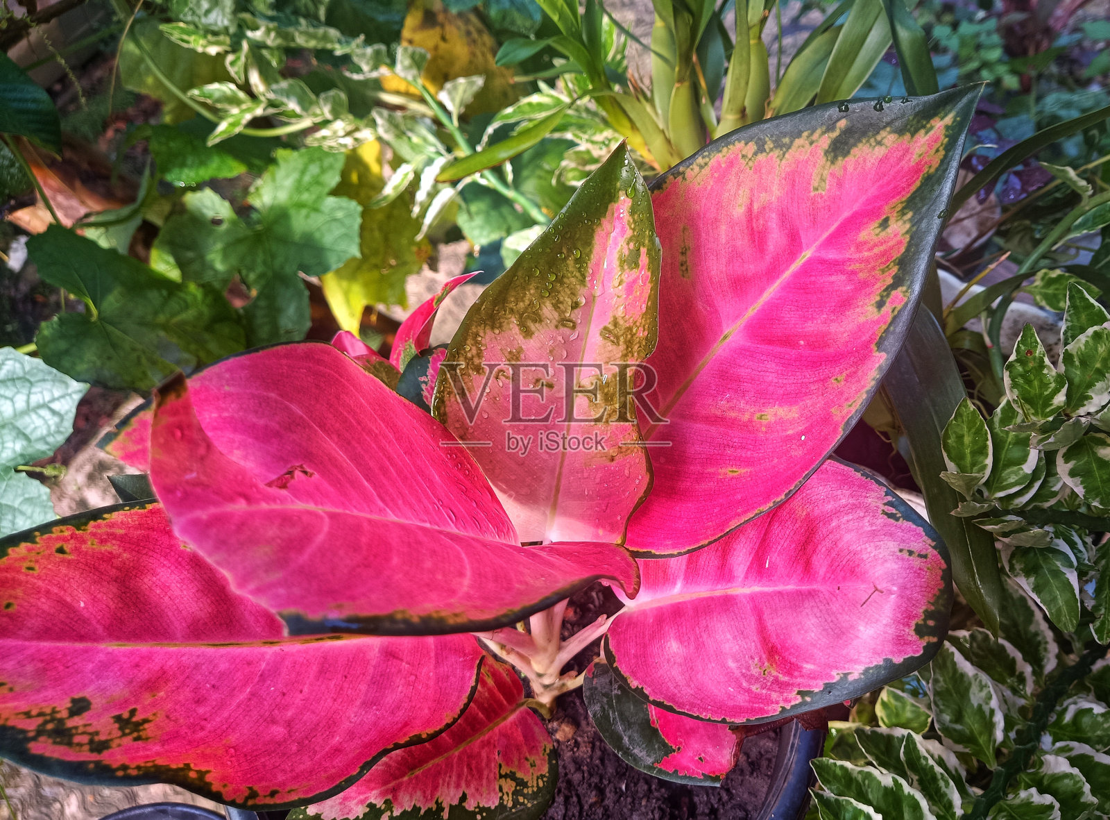 花园里有美丽的花照片摄影图片