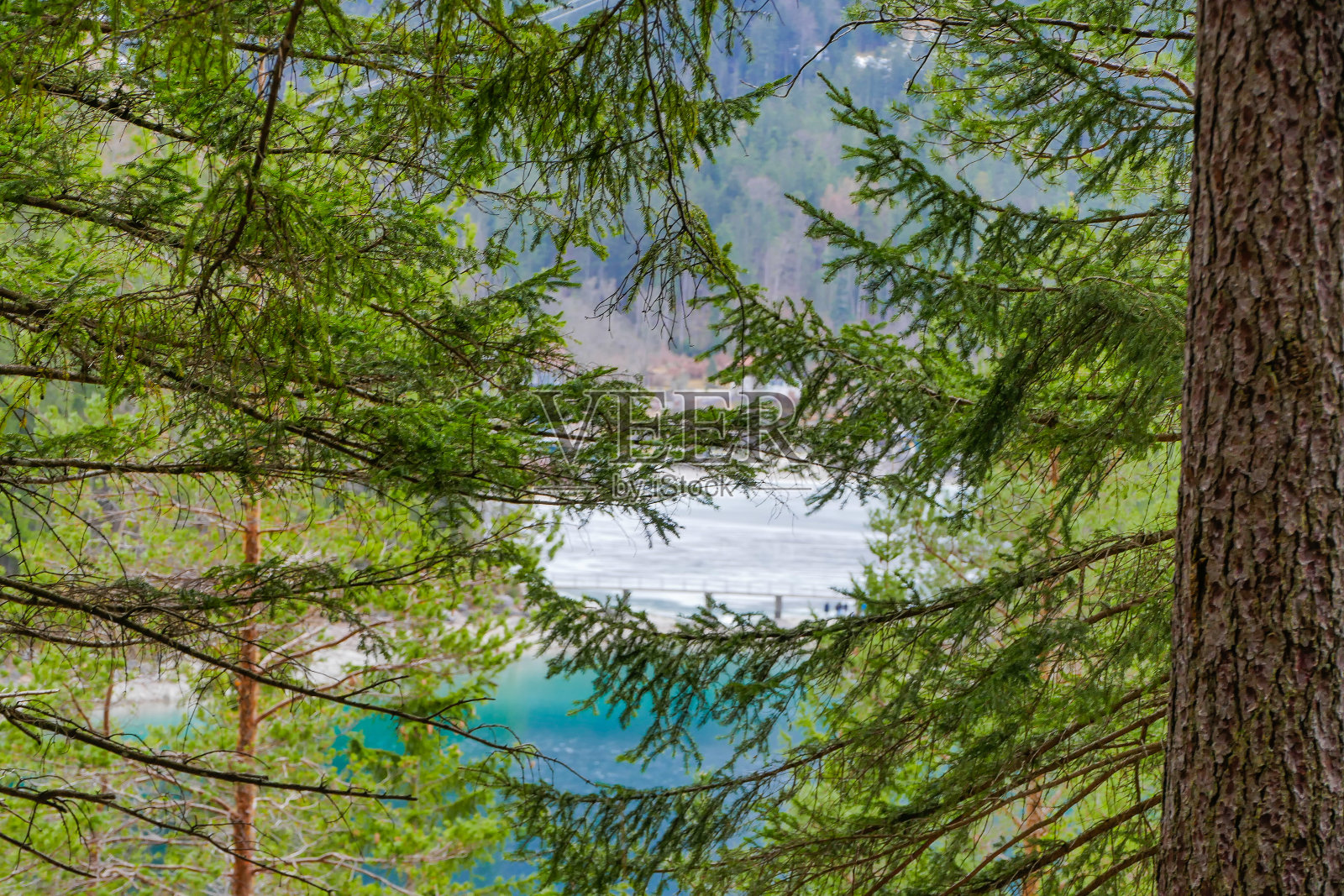 绿松石般的巴伐利亚湖前的冷杉树照片摄影图片