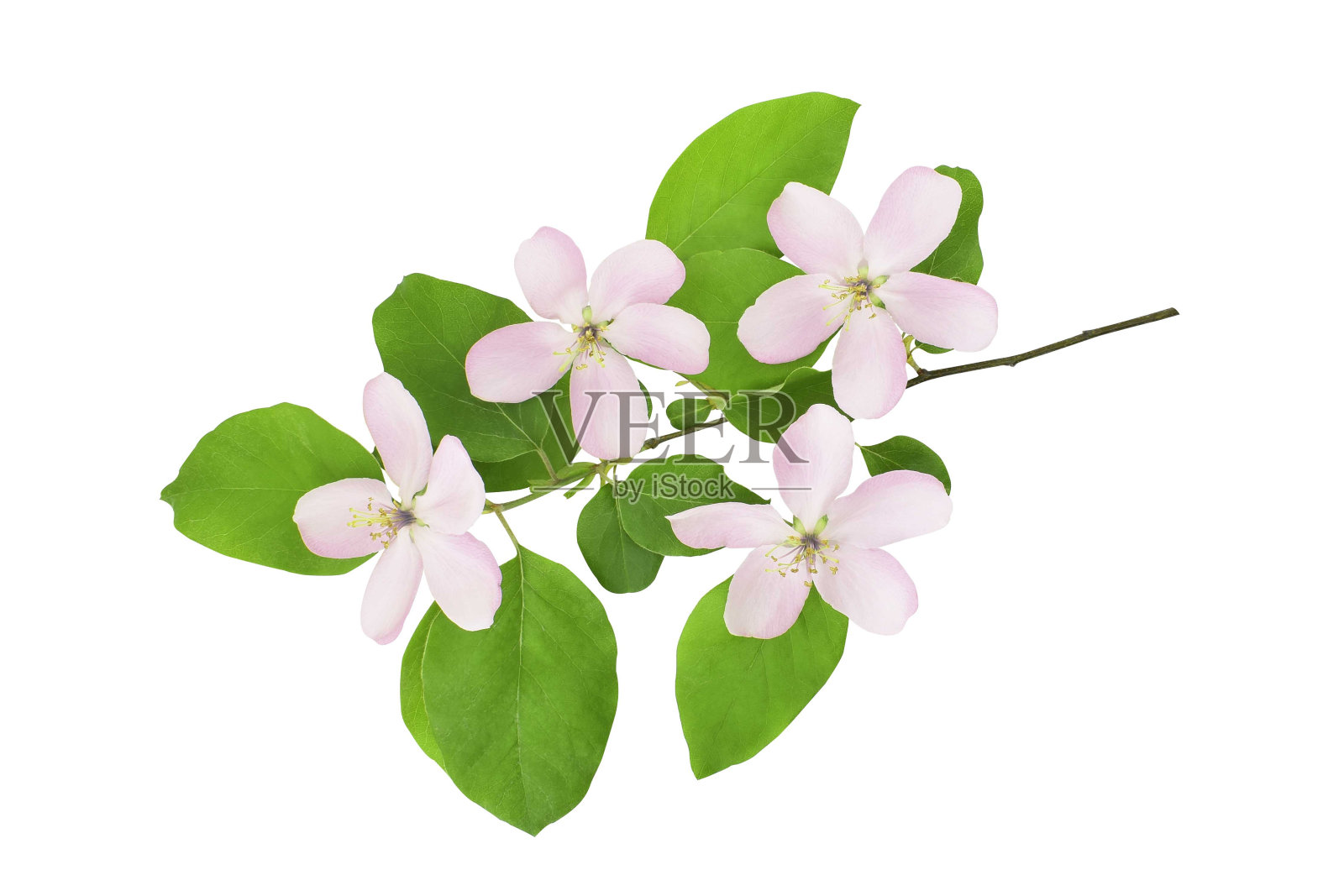 盛开的树枝与粉红色的花在白色的背景。照片摄影图片