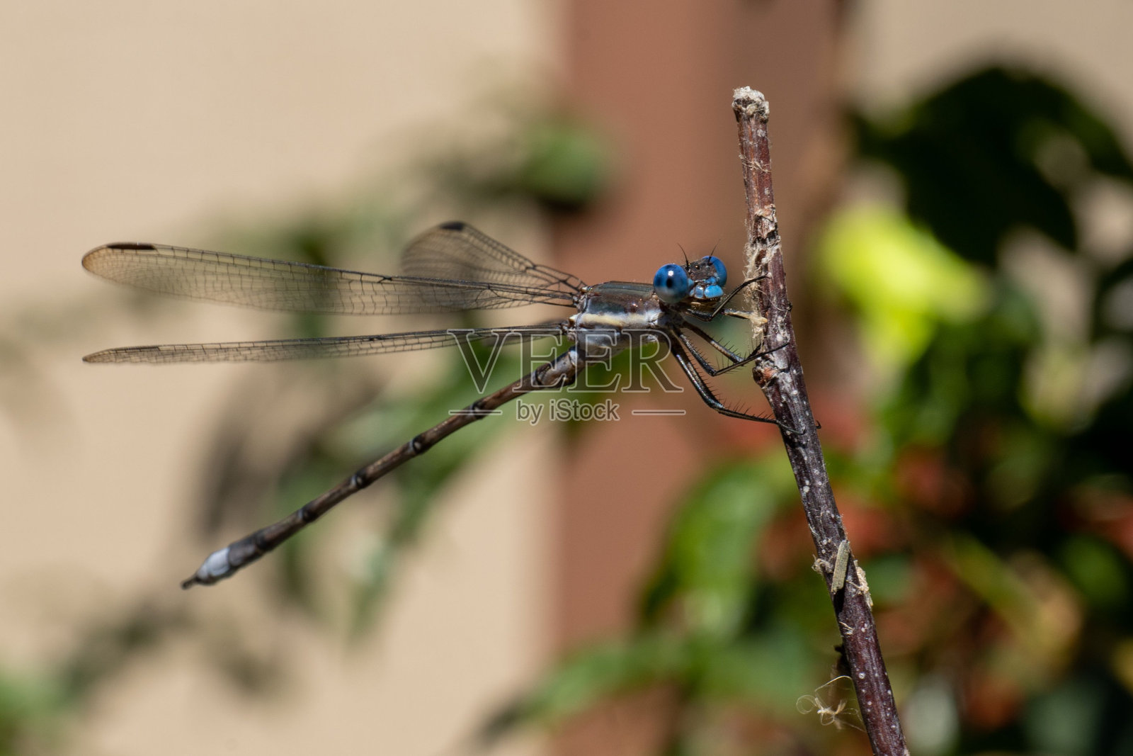 微距拍摄的一个伟大的蔓延在植物在花园照片摄影图片