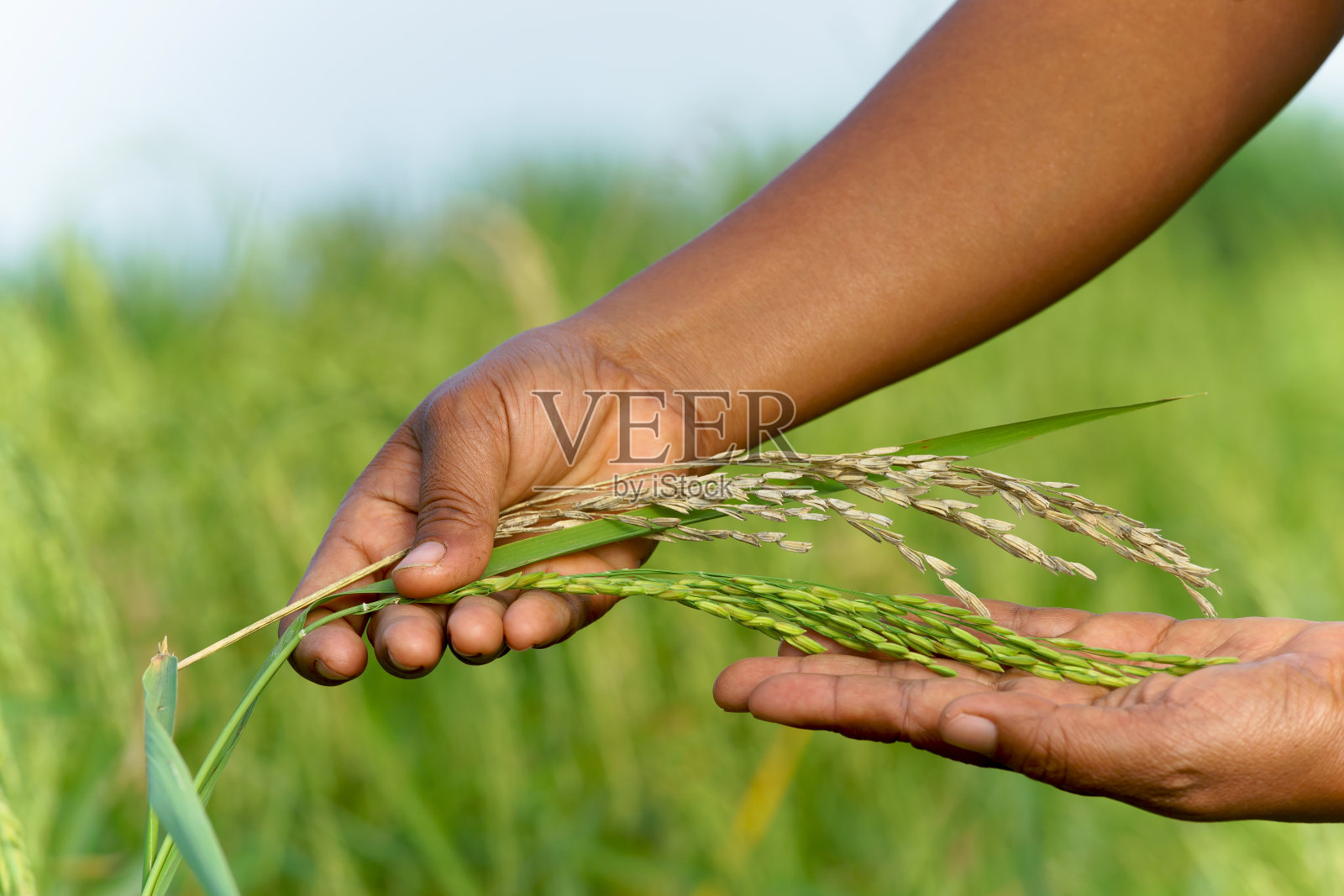 水稻有这种病。Udeveloped内核。照片摄影图片