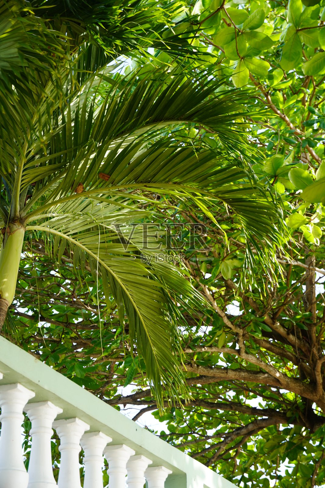 热带棕榈树和杏仁叶的树冠照片摄影图片