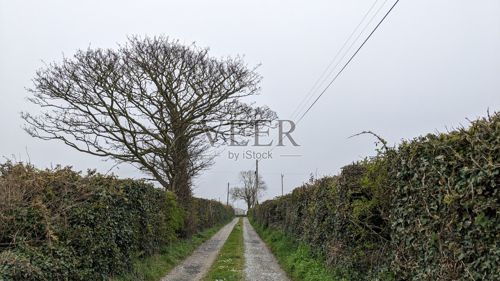 巷道上的树照片摄影图片
