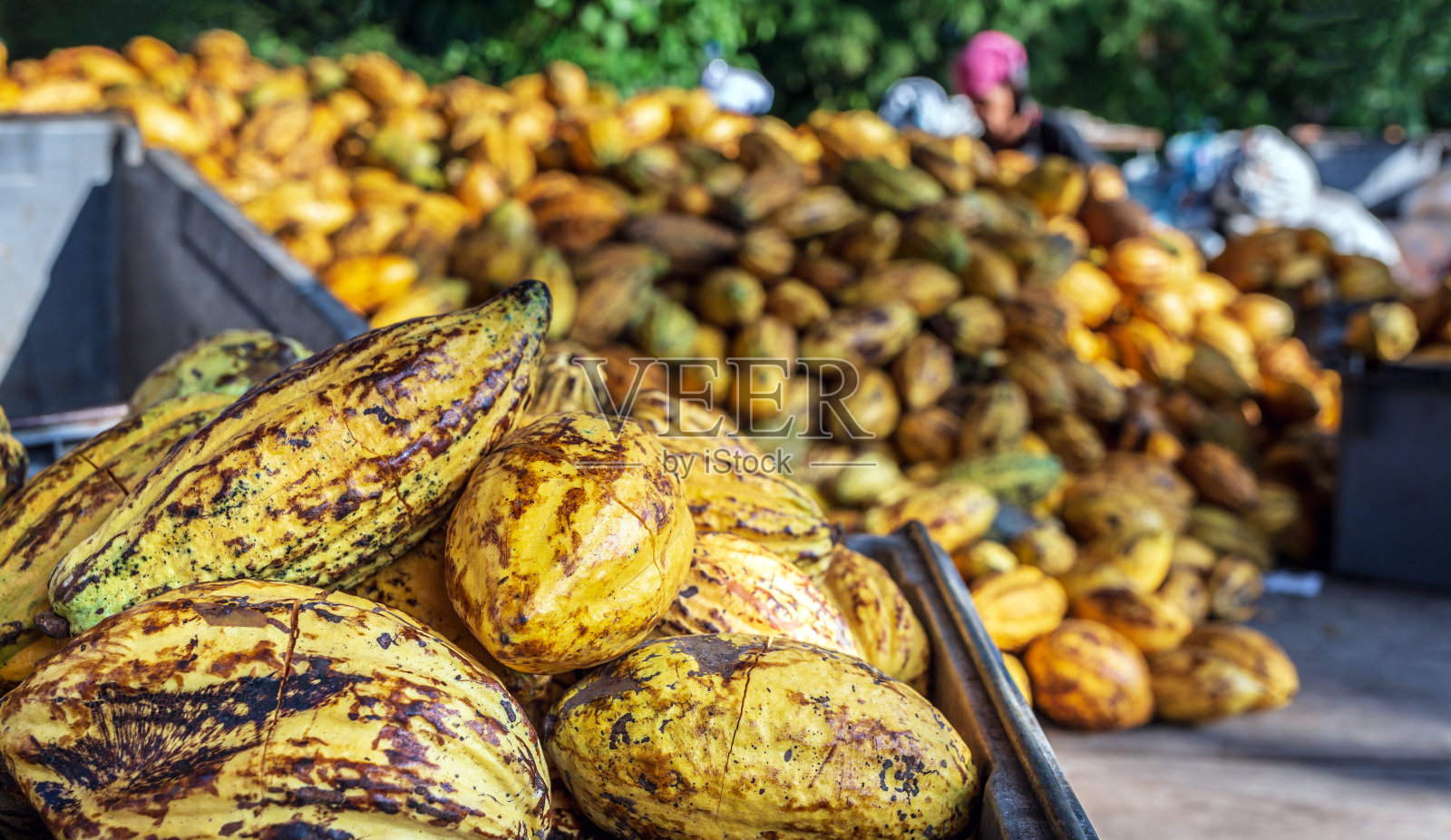 大量黄色成熟的可可豆荚堆放在板条箱里，工人们正在挑选新鲜的可可果实。照片摄影图片