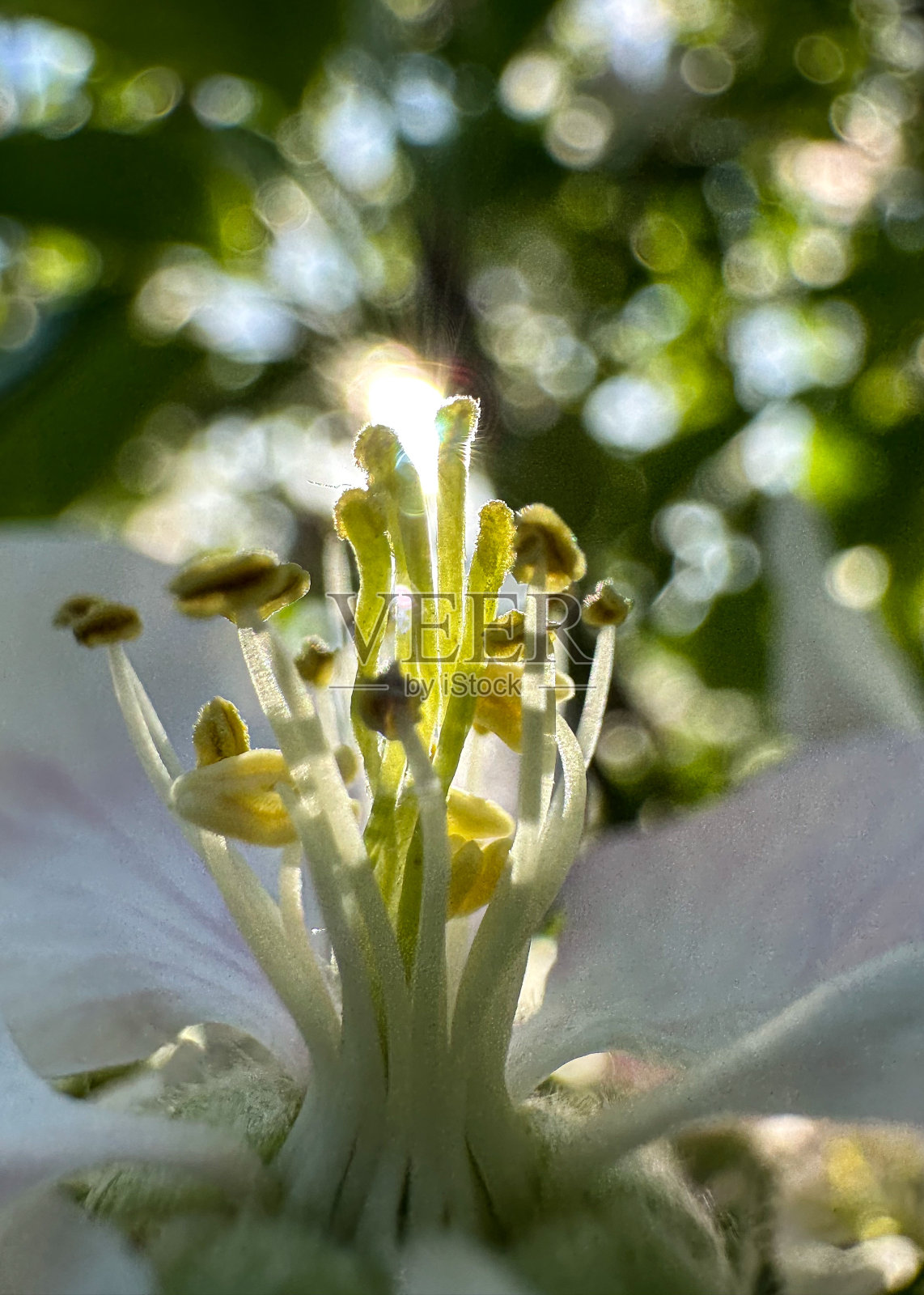 阳光透过苹果花的雄蕊照进来照片摄影图片