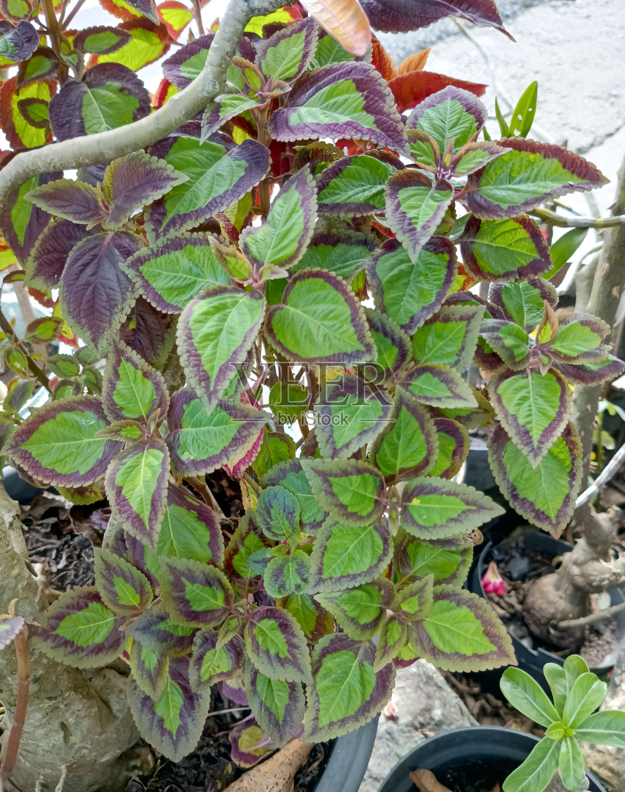 彩色(Iler)植物照片照片摄影图片