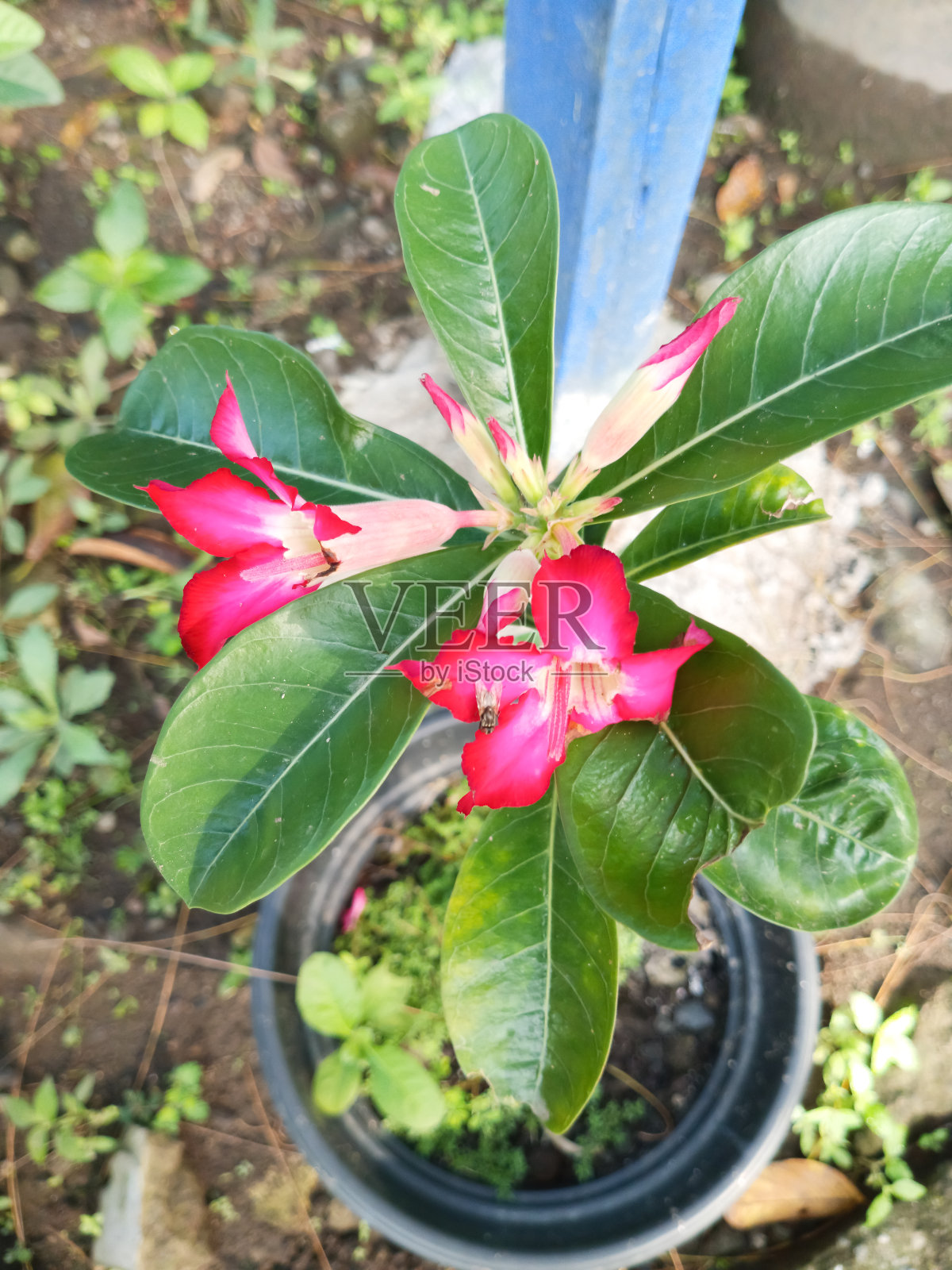 图片来源:柬埔寨，日本的一种植物照片摄影图片