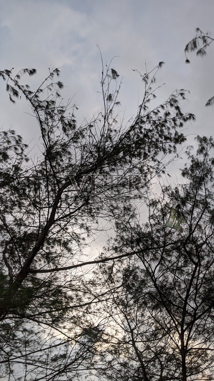 树照片摄影图片