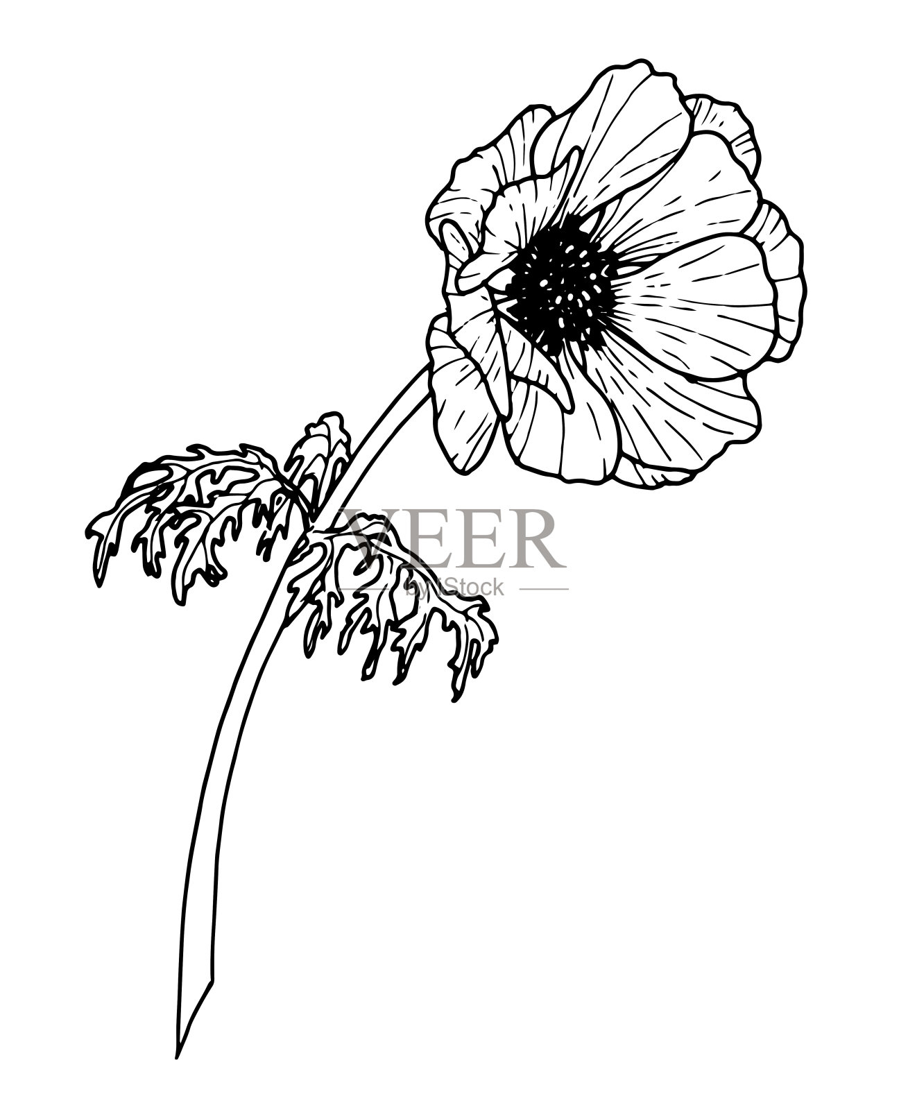 海葵矢量花。手绘花卉插图在轮廓风格画的黑色墨水在孤立的背景。植物画贺卡或婚礼请柬。平面示意图插画图片素材